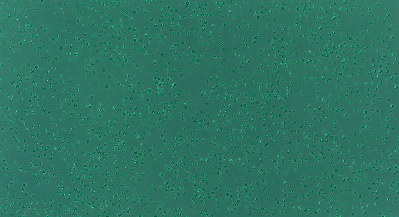 Te encuentras inmerso en una niebla viva de color jade, una suspensión tan densa de células de *Ostreococcus tauri* —cada una de apenas 0,8 micrómetros de diámetro— que el propio medio acuoso ha adquirido su tinte colectivo, como agua de mar vista a través de vidrio opaco. A esta distancia, la percepción de profundidad desaparece en cuestión de pocos largos de célula: lo que se encuentra a tres micrómetros de distancia ya está parcialmente velado por el banco de organismos interpuestos, cada uno de ellos una esfera casi perfecta cuyo tamaño rivaliza con la longitud de onda de la luz verde que los ilumina, oscilando en ese límite difuso entre partícula y onda. Las células más próximas se resuelven como pequeñas linternas de color esmeralda translúcido, con su único cloroplasto —tan grande que ocupa casi todo el interior celular— brillando en rojo profundo de autofluorescencia cuando un fotón lo excita en el ángulo preciso, antes de regresar al verde frío al continuar su rotación. *Ostreococcus tauri* es el eucariota fotosintético más pequeño conocido, desprovisto de pared celular y reducido a lo estrictamente esencial: membrana, cloroplasto, mitocondria y núcleo apretados en un volumen de menos de 0,3 femtolitros, un prodigio de compresión evolutiva que convierte el océano en un reactor bioquímico de escala invisible. El movimiento browniano es total e incesante, y la niebla verde respira sin pausa en todas direcciones, sin horizonte, sin suelo, sin techo: solo el pulso lento y probabilístico de miles de millones de seres que, sumados, tiñen el planeta desde el espacio.