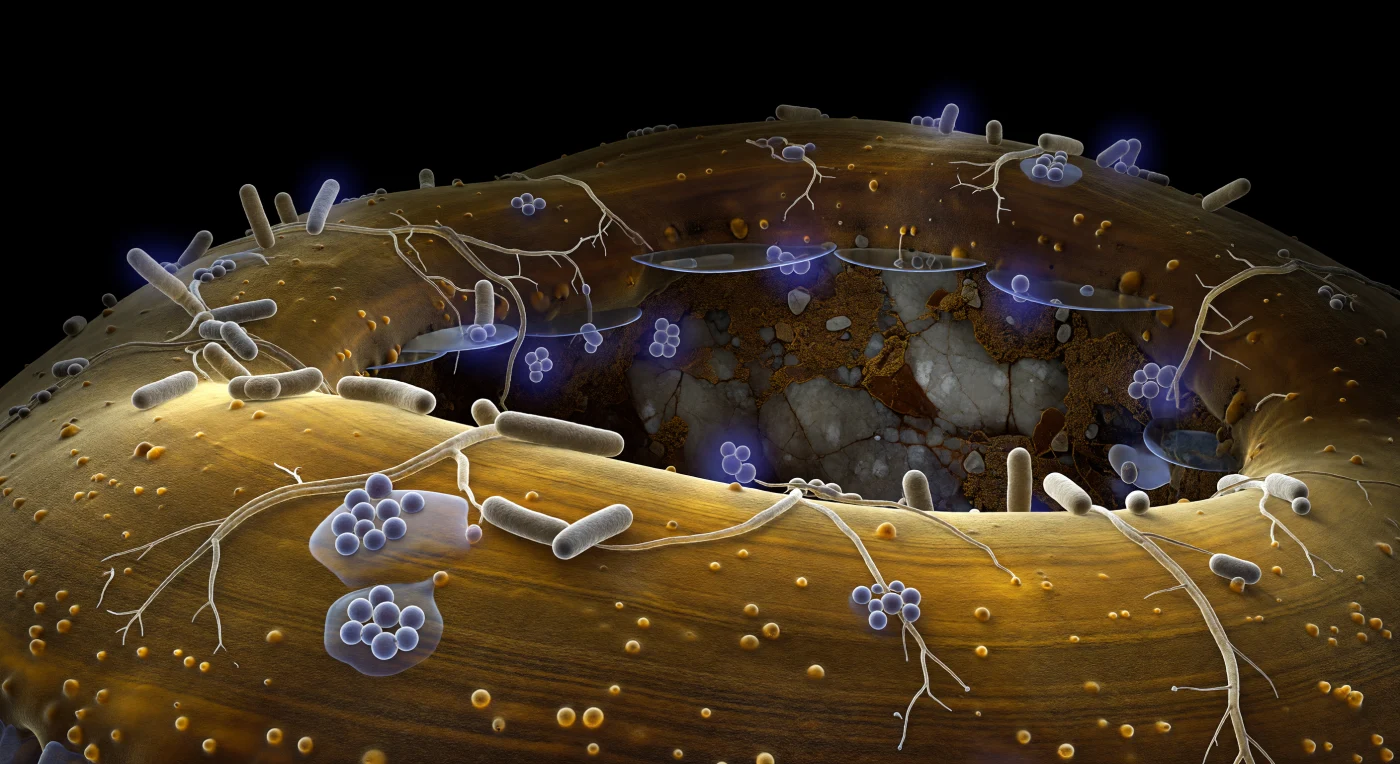 La superficie que se extiende ante el observador es la pared de una hifa ectomicorrícica, una arquitectura de quitina y glucoproteínas que a esta distancia se curva como el flanco de un acantilado de arenisca vidriada, su ámbar cálido iluminado desde adentro por la dispersión fría del citoplasma subyacente, como luz filtrada a través de carey pulido. Adheridas a esta topografía granular, bacterias Bacillus en forma de cilindros gris-beige se distribuyen aisladas o agrupadas en pequeñas colonias donde el gel de exopolisacáridos se acumula entre ellas como glicerina derramada, refractando el resplandor ambiental en halos prismáticos apenas perceptibles; filamentos ramificados de Streptomyces trazan redes irregulares sobre la superficie hiphal, anclados por tenues amarras adhesivas que solo se revelan como destellos translúcidos cuando el ángulo de luz los roza. Algunos individuos bacterianos emiten halos violetas en falso color —moléculas señalizadoras difundiéndose en gradientes esféricos a través de la película acuosa que rodea la hifa— convirtiendo a esas células en pequeñas linternas apagadas pegadas contra el acantilado de ámbar. En el fondo distante, la pared de un grano mineral de feldespato fragmentado emerge apenas desde la oscuridad absoluta del poro de suelo, su superficie gris-blanca con destellos micáceos y recubierta de materia orgánica seca color toffee oscuro, mientras finas láminas de agua en menisco tienden puentes invisibles entre la hifa y esa pared remota, reflejando el azul frío del citoplasma a través del vacío subterráneo permanente.