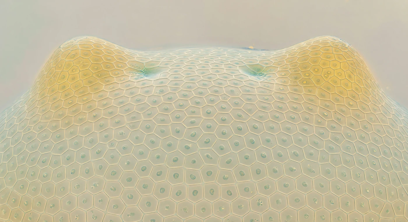 You are suspended weightless above a gently convex hemisphere roughly the width of a human hair, its surface tiled in a near-perfect honeycomb of isodiametric cells — each about twelve micrometers across — whose cellulosic primary walls form a mint-ivory lattice, translucent enough that diffuse light scatters through them like fog through rice paper, illuminating each facet from within without casting a single hard shadow. At the center of every hexagonal tile, a dark oval nucleus presses against the frosted interior like a smooth river stone seen through glass, betraying the extraordinary density of these cells: barely vacuolate, packed with ribosomes and organelles, their cytoplasm a faintly granular amber-gel that leaves no empty space, because these are among the youngest cells the organism will ever produce. This is the shoot apical meristem, the organism's generative summit — a dome of pluripotent initials whose division planes are still fresh, sustaining a pool of stem-like cells in the central zone while the peripheral zone recruits founder cells outward, a living geometry of potential continuously consuming and renewing itself. At the flanks, two leaf primordia swell upward like warm-gold foothills, their cells already elongating along a directional axis, the regular honeycomb giving way to a brick-course geometry across a gradient zone just two or three cells wide — the boundary where identity negotiates itself in real time. The entire scene carries the quality of something both ancient and perpetually unfinished, a summit that has never stopped building itself outward into form.