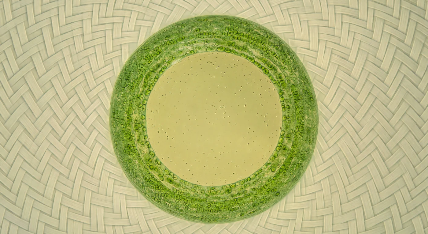 You stand at the exact center of a living sphere, and every direction you look curves away from you in an unbroken arc — a sealed cathedral three centimeters across whose walls are the cell itself, a single *Valonia ventricosa* algal cell maintaining its architectural integrity through turgor pressure as precise and rigid as blown glass. The entire enclosing surface blazes with a continuous mosaic of chloroplasts pressed flat into the cortical ectoplasm, their collective photosynthetic pigment painting the spherical horizon in saturated emerald, shifting to forest shadow at the poles where light from the surrounding sea diminishes, the whole inner dome functioning as a self-illuminating lamp whose green radiance reaches you from every direction simultaneously with almost no attenuation through the extraordinarily still, straw-yellow vacuolar sap — a fluid chemically alien to seawater, its elevated potassium concentration invisible but somehow felt in the density of the medium. Through the living green mantle, barely resolved, the cellulose microfibril layers of the wall itself form a cream-white herringbone lattice — opposing diagonal bands laid down in successive laminations, a woven structural textile holding the sphere rigid against the osmotic pressure differential that would otherwise collapse or rupture this improbable mononuclear architecture. Occasionally, a vesicle or suspended crystal drifts through the sap at speeds so glacial it appears stationary, catching the ambient green light as a momentary fleck of gold — the only visible evidence of the cytoplasmic dynamics and ionic chemistry quietly sustaining, within a single membrane-bound cell, the entire biology of this organism.