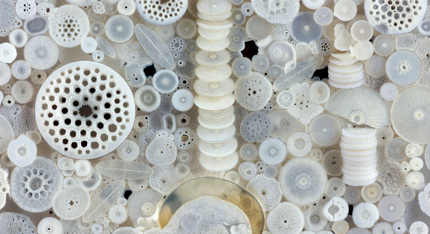 You are suspended within the pale mineral body of a Miocene diatomite, enclosed on every side by ten million years of compressed biological architecture rendered in silica and stone. The dominant structures around you are the frustules of countless diatom species — *Melosira* chains stacked as coin-columns of pale opal-A silica, each valve's concentric radial striae still resolved at microscopic precision; a massive *Stephanopyxis* disc occupying the field like a cathedral wall, its honeycomb loculi preserved in cross-section as chambered voids set into white stone. Between and around these forms, void pore spaces — once pathways for interstitial water during early diagenesis — appear as absolute cold darkness, the negative space that makes the surrounding silica matrix glow by contrast with an ivory, sourceless luminescence. This rock is diatomite: a sedimentary deposit formed when biogenic silica accumulated faster than it dissolved, the frustules compacting under burial pressure but retaining taxonomically identifiable ultrastructure across geological time, their amorphous hydrated silica slowly recrystallizing yet never fully erasing the biological geometry encoded within. Nearby, the smooth translucent curve of a fossil fish scale redirects the diffuse cold light into a faint ochre warmth — the only organic remnant in a world otherwise given entirely to mineral silence, every surface a record of organisms that lived, sank, and became the ground itself.