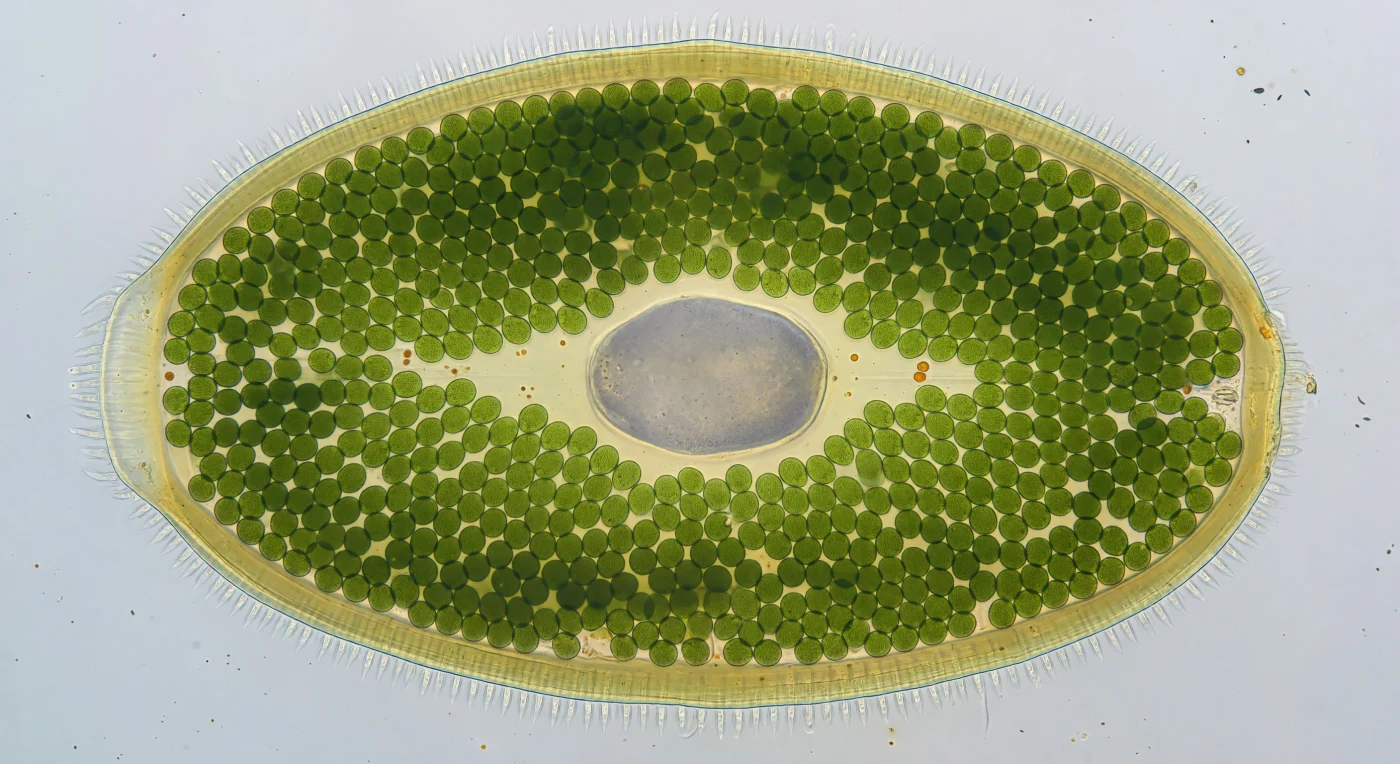 Ci si trova sospesi appena fuori dalla parete pellicolare di un *Paramecium bursaria*, il corpo dell'organismo che occupa l'intero campo visivo come una volta di vetro ambrato attraverso cui si intravede un mondo interiore straordinariamente verde: centinaia di endosimbionti *Chlorella* — dischi compatti di quattro micrometri, ciascuno modellato dalla luce DIC in una moneta tridimensionale con bordo illuminato e mezzaluna d'ombra — tappezzano il citoplasma in una mosaico così fitto da evocare, con precisione botanica, la volta di una foresta osservata dal basso. Ogni *Chlorella* è ospitata volontariamente all'interno della cellula ospite attraverso un'endosimbiosi stabile che fa dell'ameba ciliata al tempo stesso animale e pianta, capace di ricavare carboidrati fotosintetici dai suoi inquilini in cambio di protezione e mobilità. In profondità, tra le correnti citoplasmiche dorate che scorrono nei canali tra simbionte e simbionte, emerge il macronucleo come una radura chiara — un corpo reniforme di grigio-lavanda translucido che governa l'espressione genica quotidiana della cellula — mentre ai margini esterni la pellicola si sfuma in un'aureola di ciglia argentate che battono a decine di hertz trascinando il Paramecio attraverso l'acqua come una nave coperta di remi.