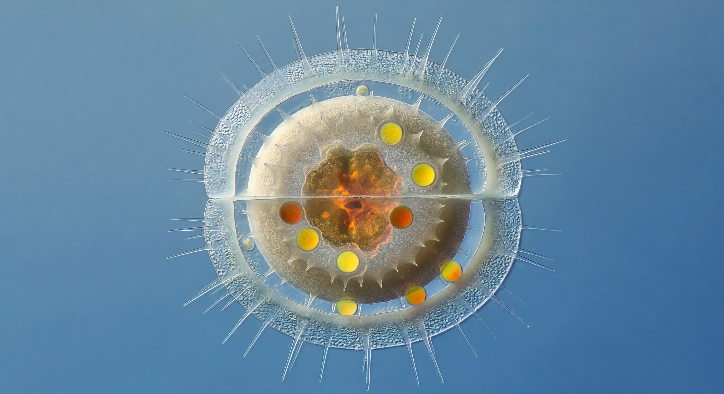 لؤلؤة الجراثيم داخل الزجاج