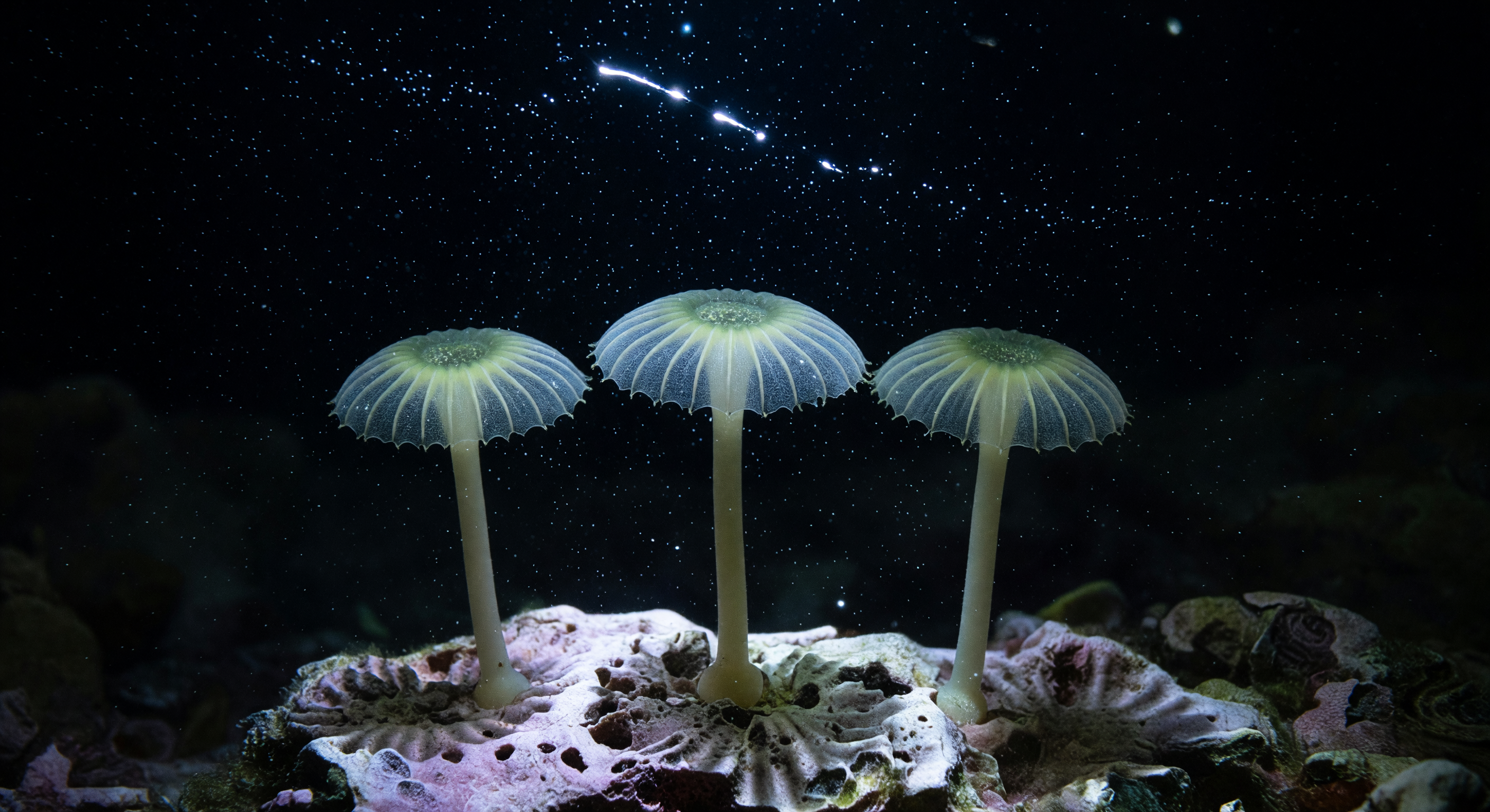 Nächtliche Acetabularia Biolumineszenz