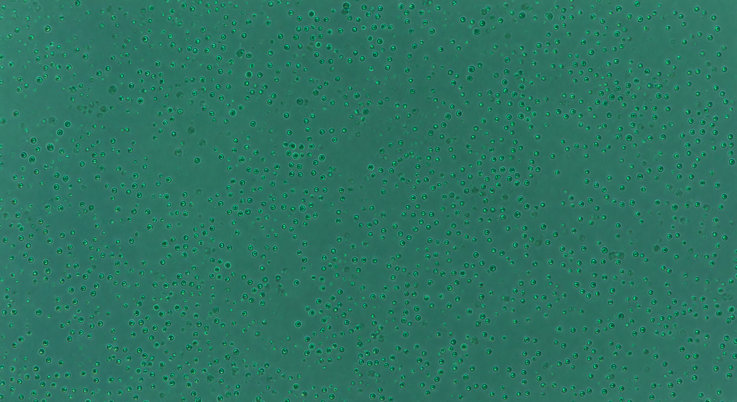 Niebla verde Ostreococcus
