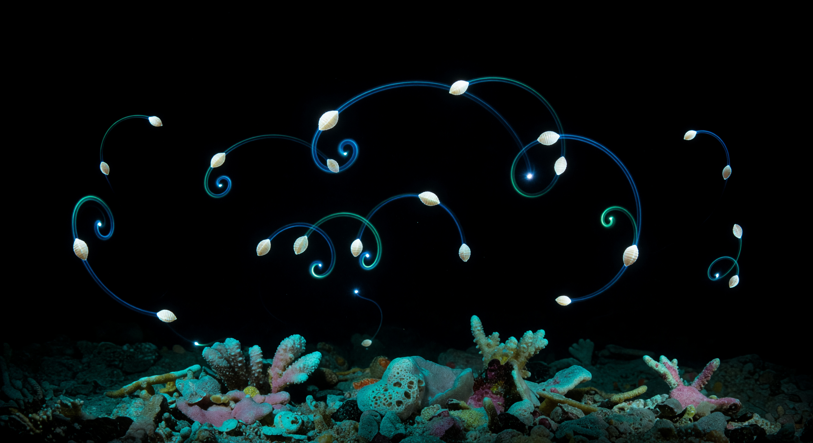 Sea Firefly Blue-Green Mating Display