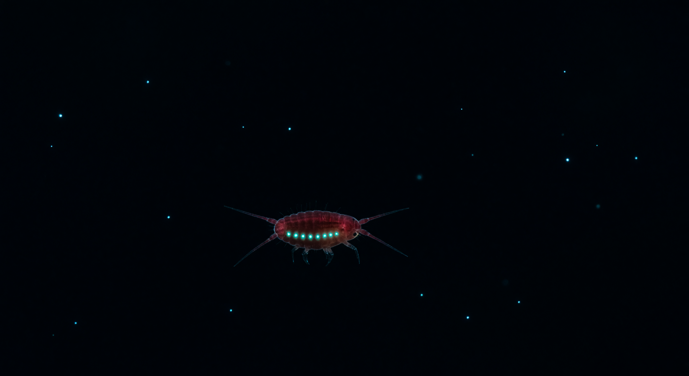 Deep Red Copepod in Mesopelagic Void