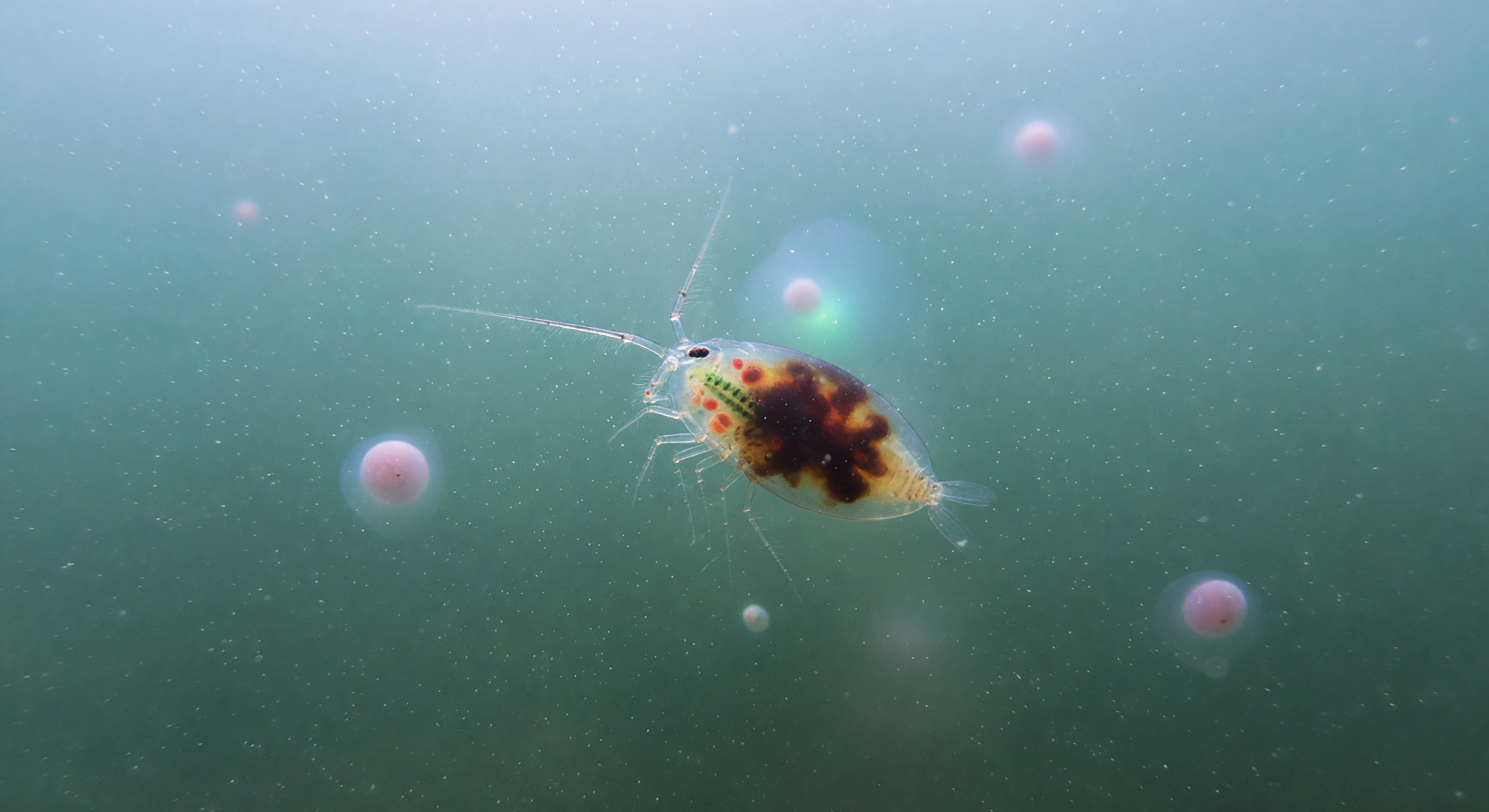 Parasitized Copepod with Gregarine Cargo