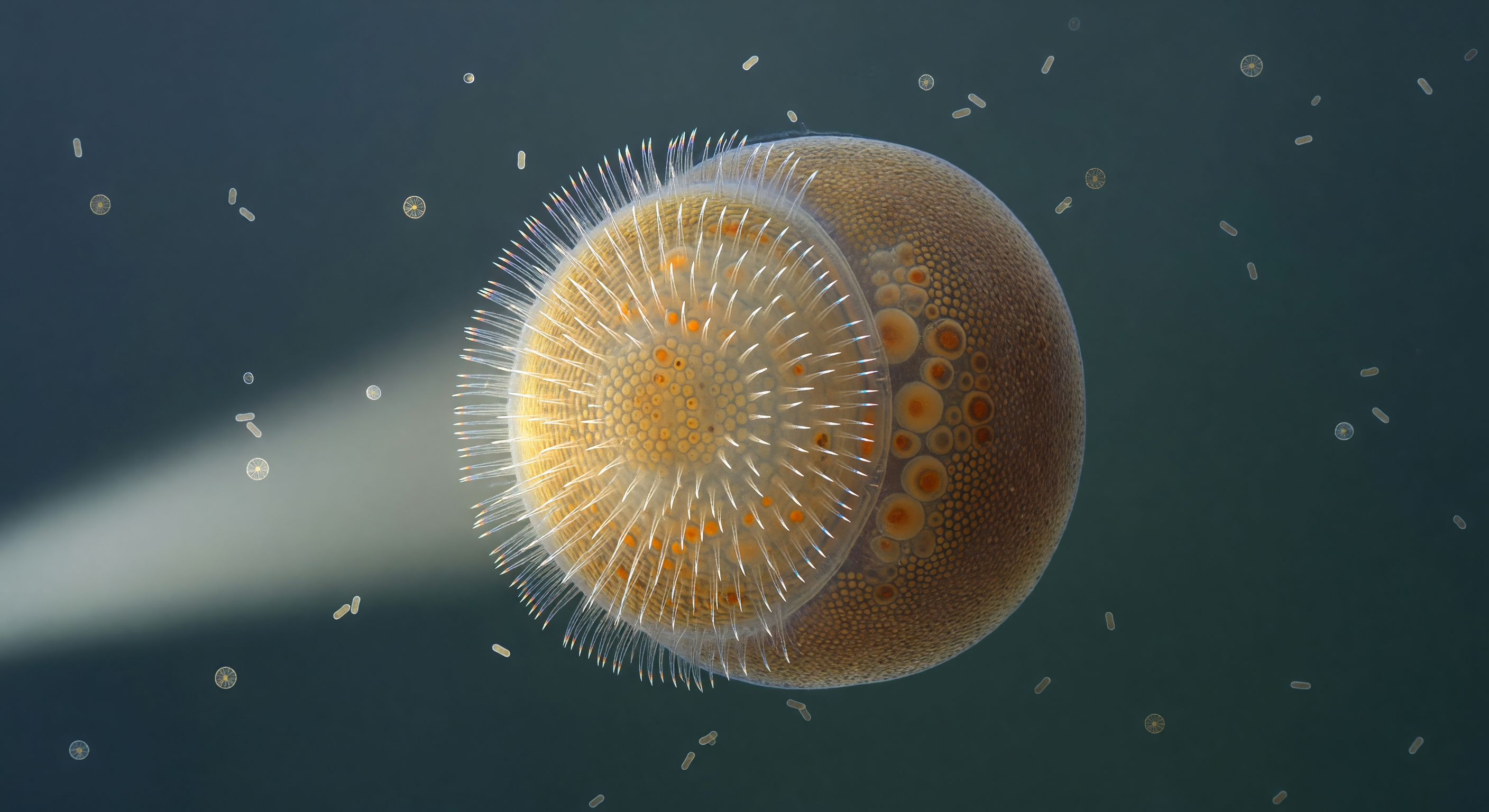 Amphiblastula Larva Spinning