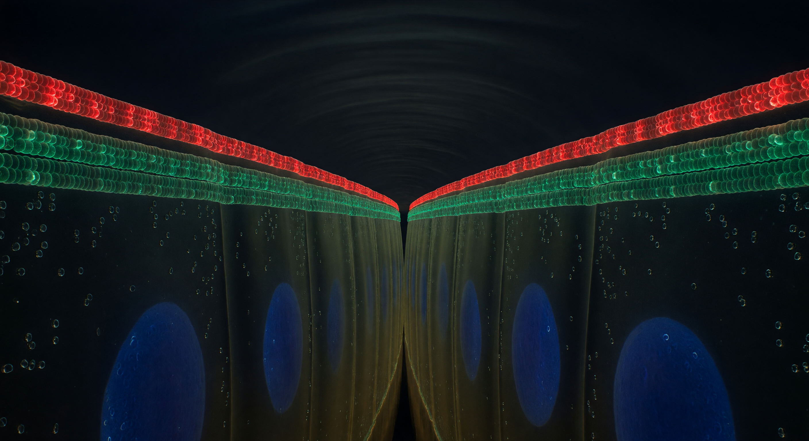 Epithelial Tight Junction Ring