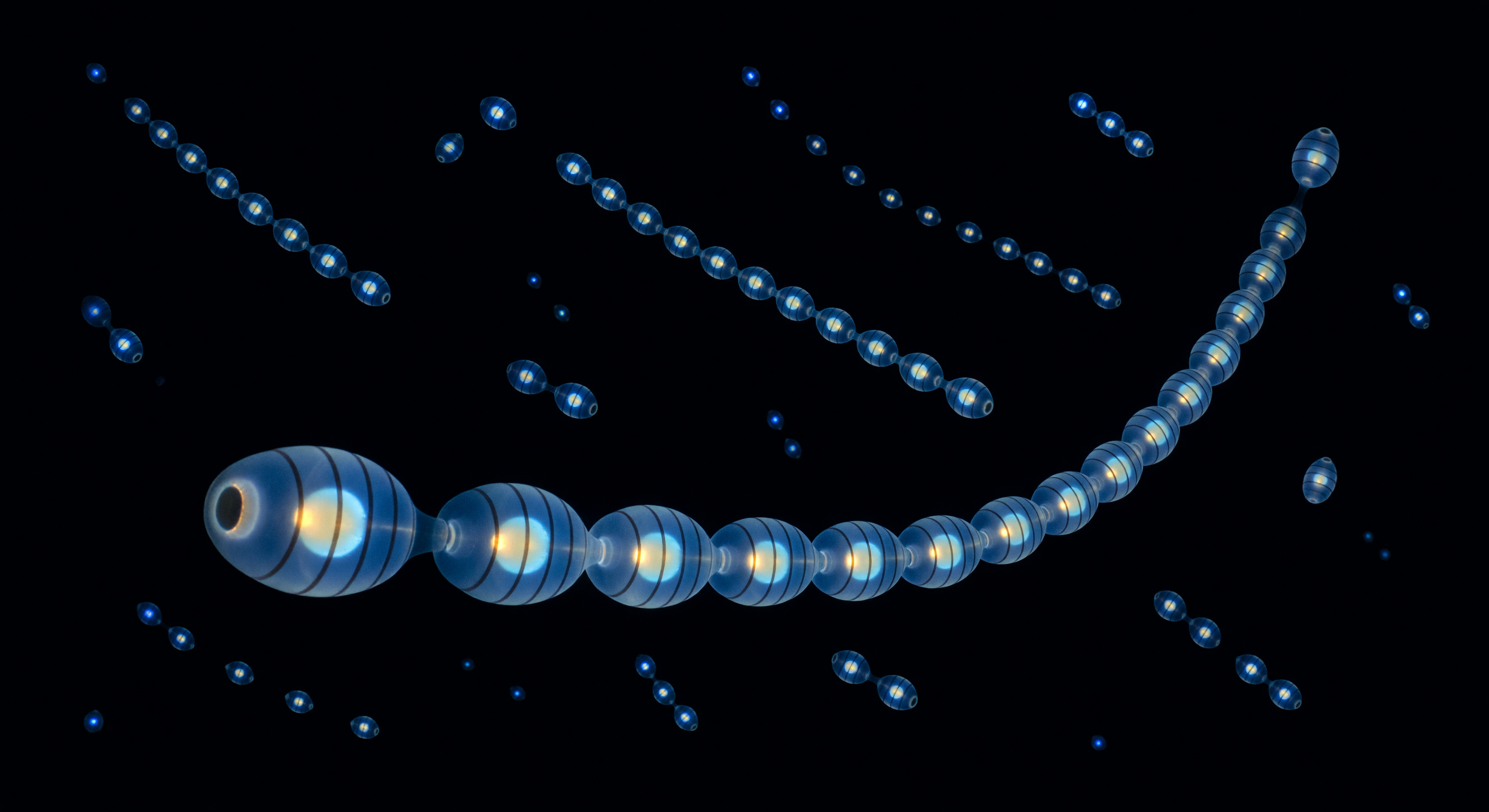 Bioluminescent Chain Midnight