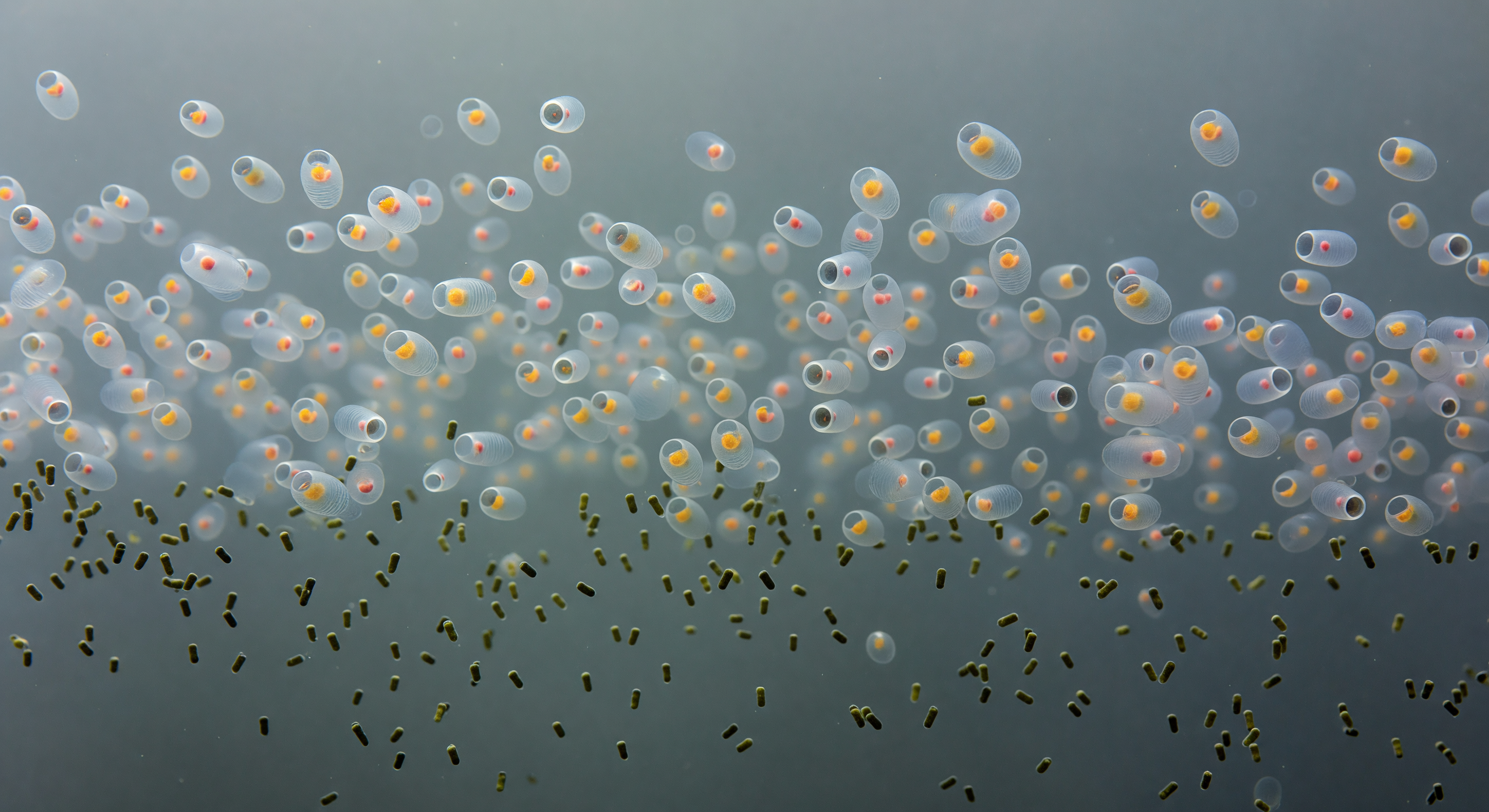 Bloom Snowstorm Sub-Antarctic