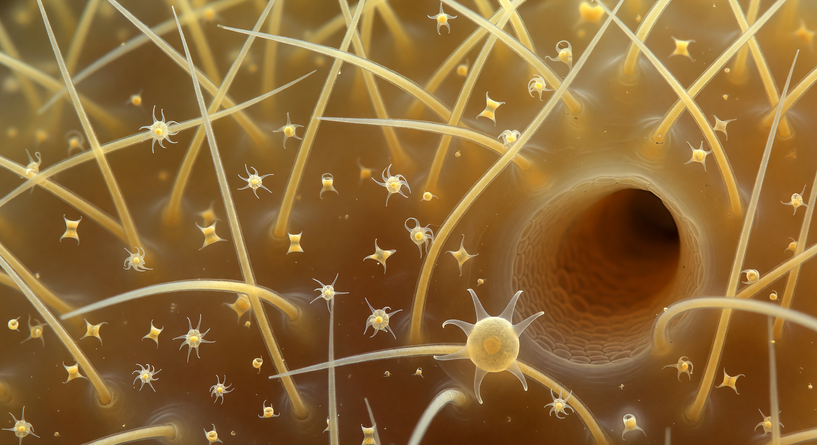 Spicule Forest Amber Interior