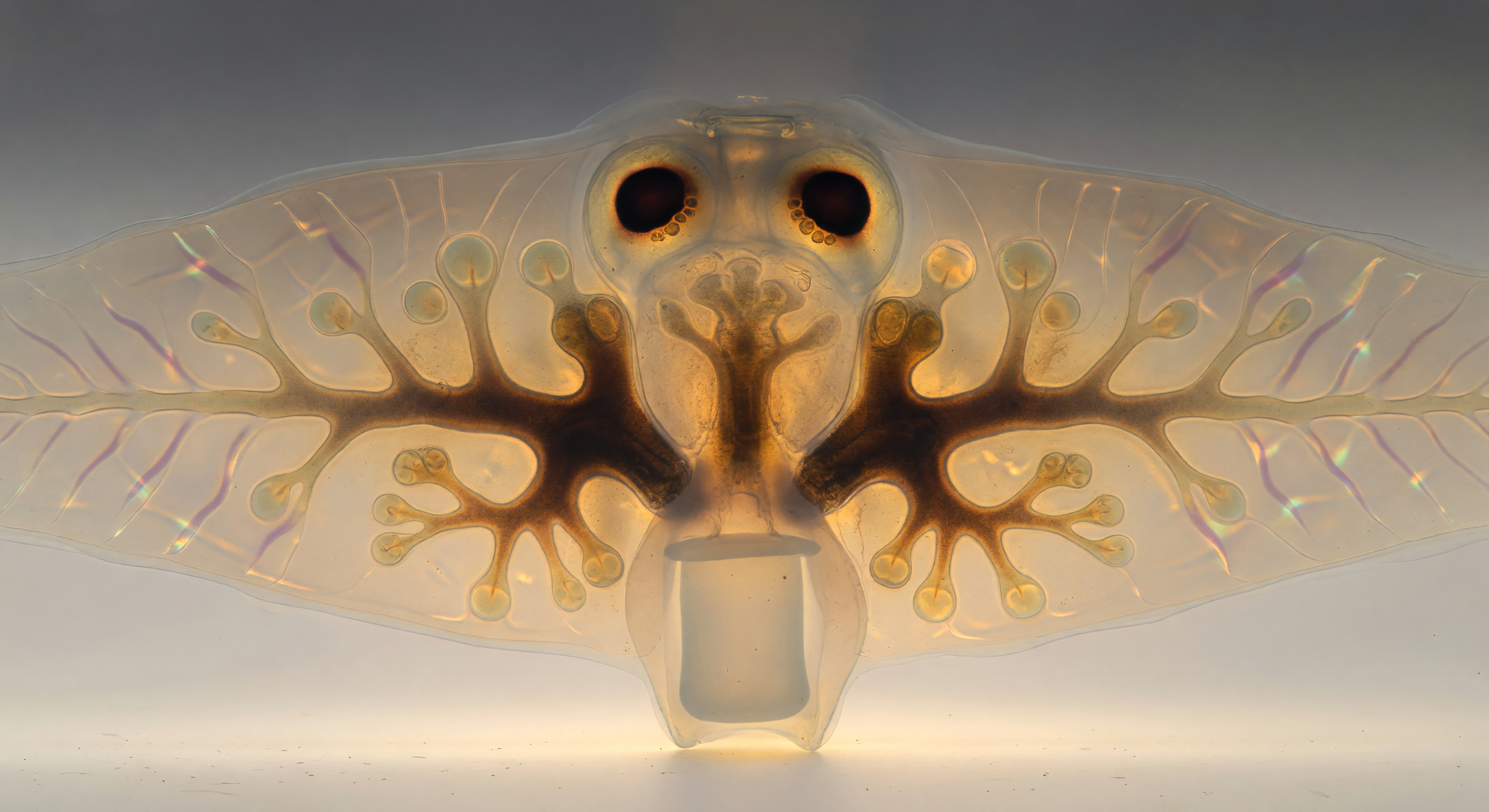 Stained Glass Gut Architecture