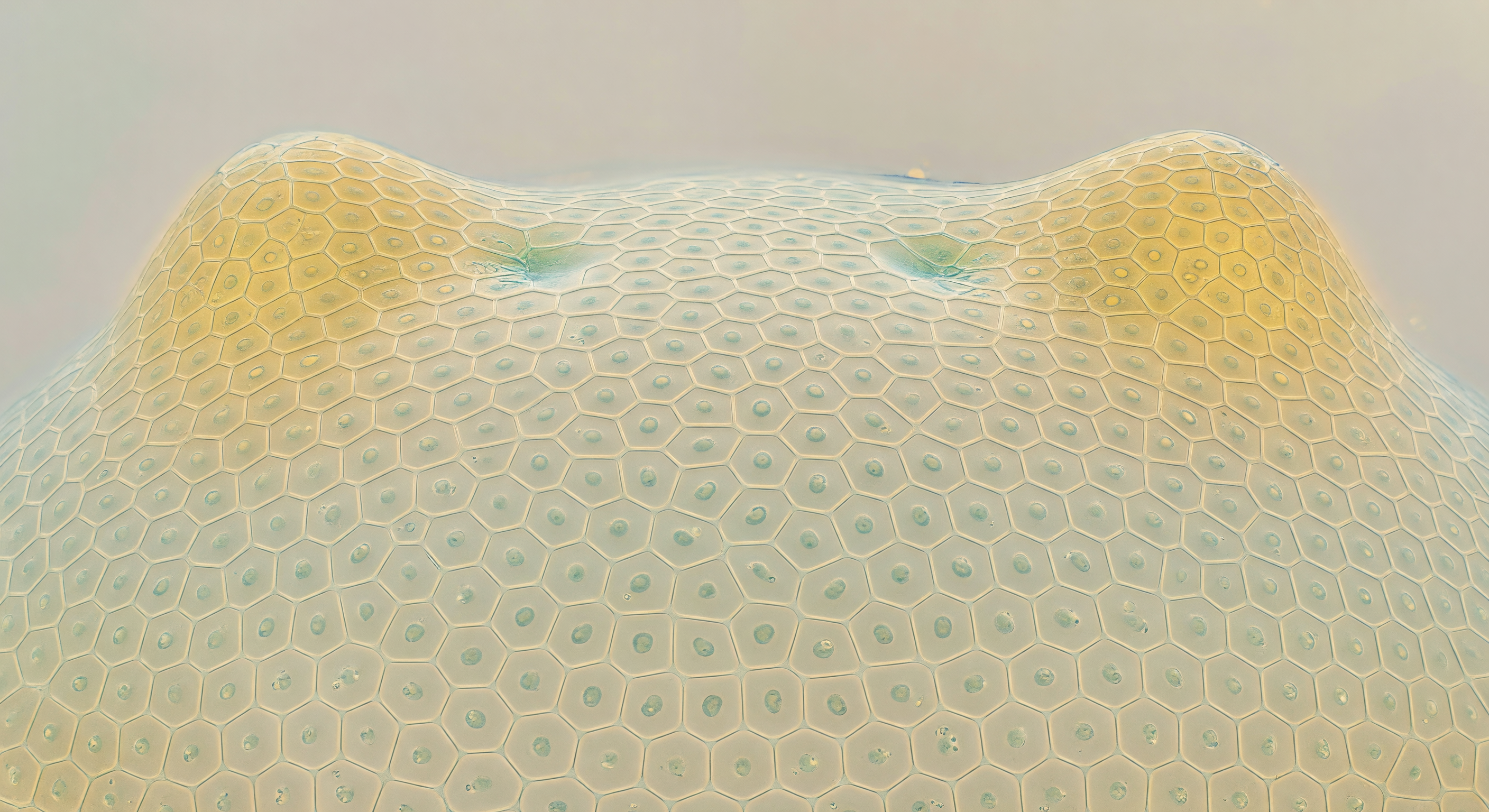 SAM Dome Honeycomb Summit