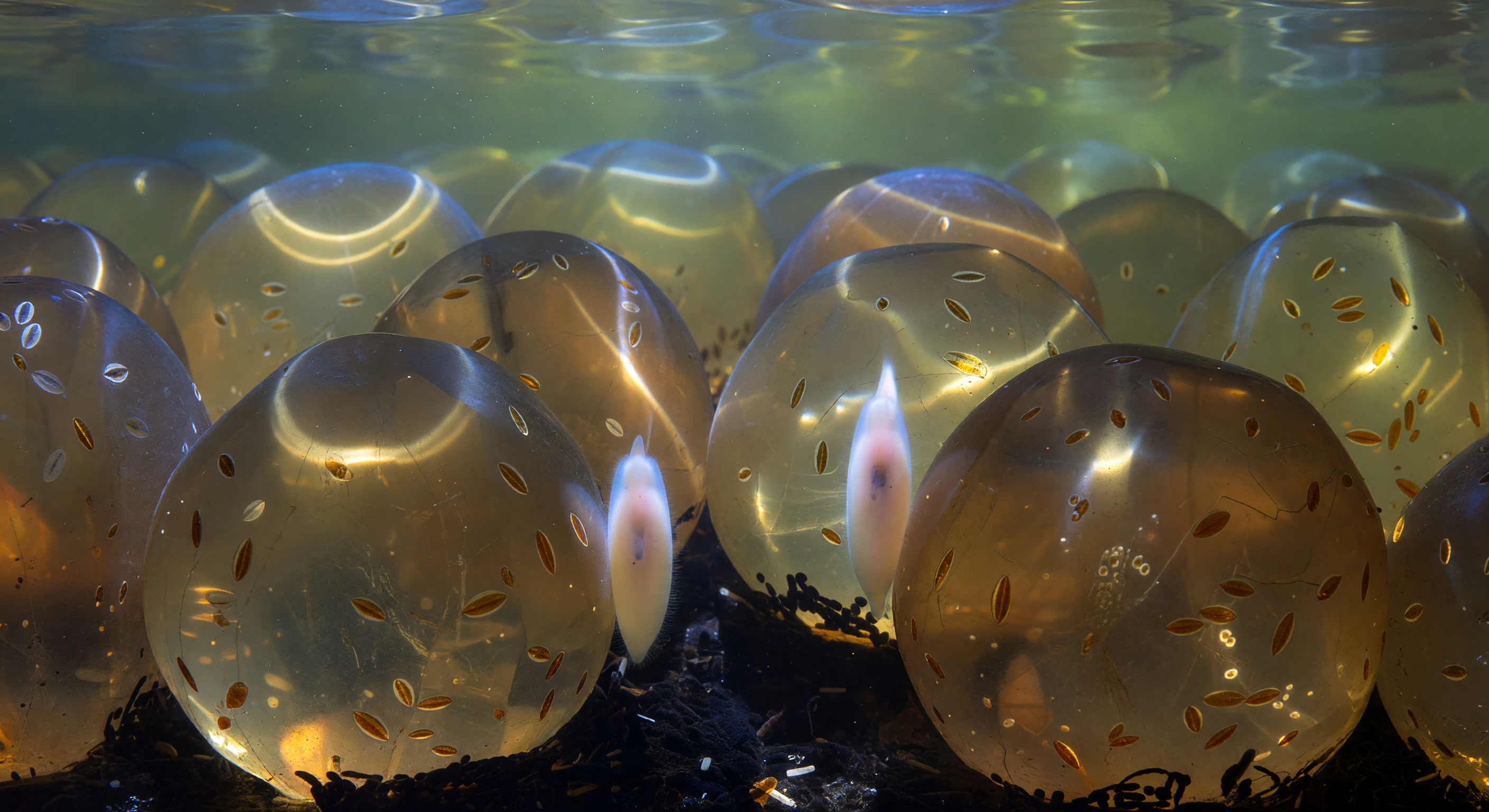 Interstitial Sand Labyrinth