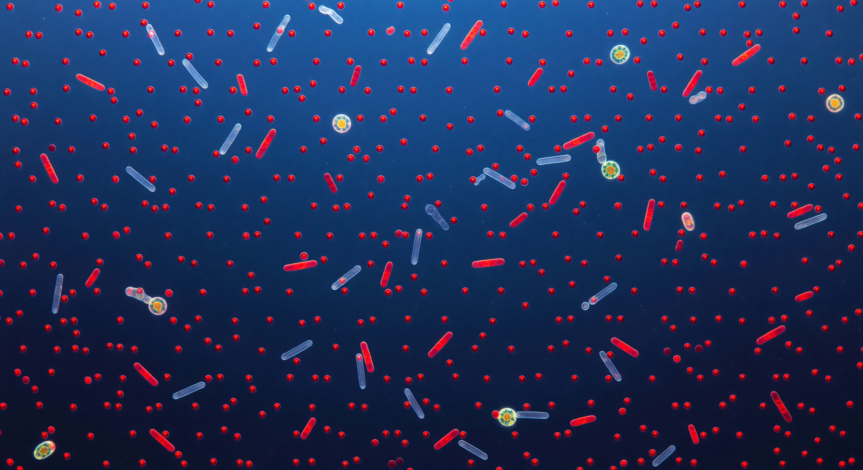 Picoplankton Ruby Cosmos