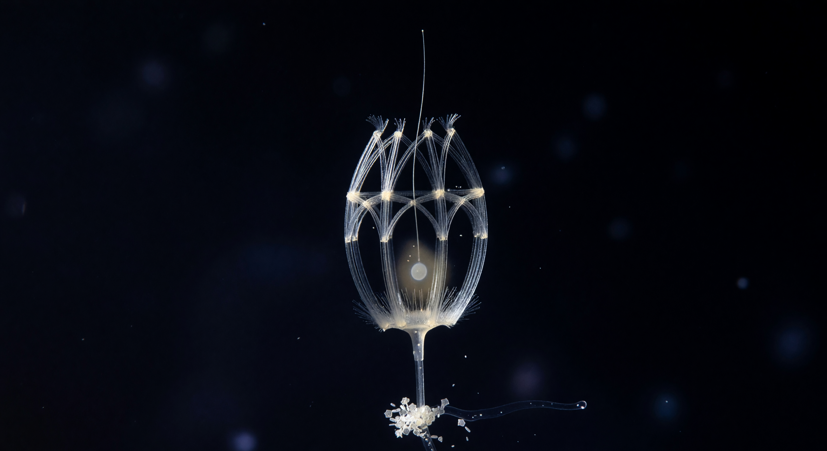 Lorica Wireframe in Darkness