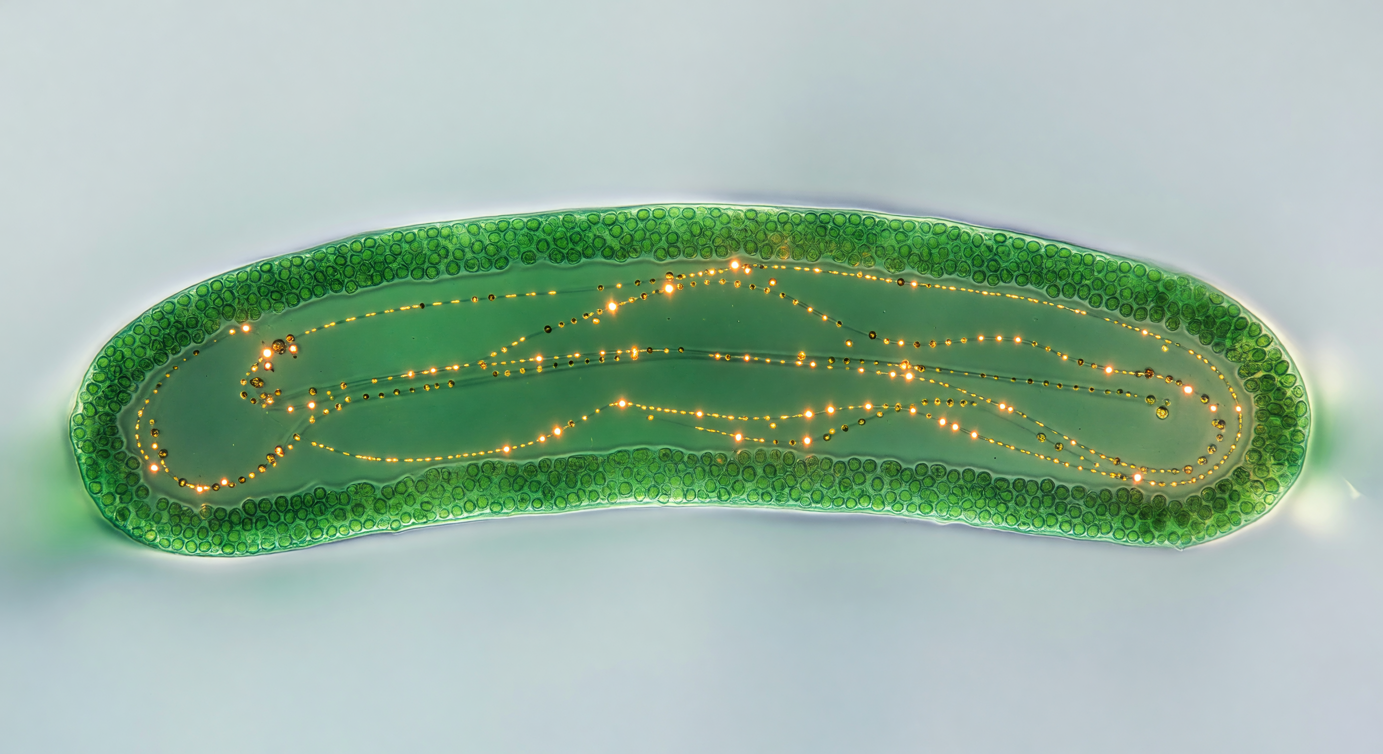 Caulerpa Streaming Transmitted Light