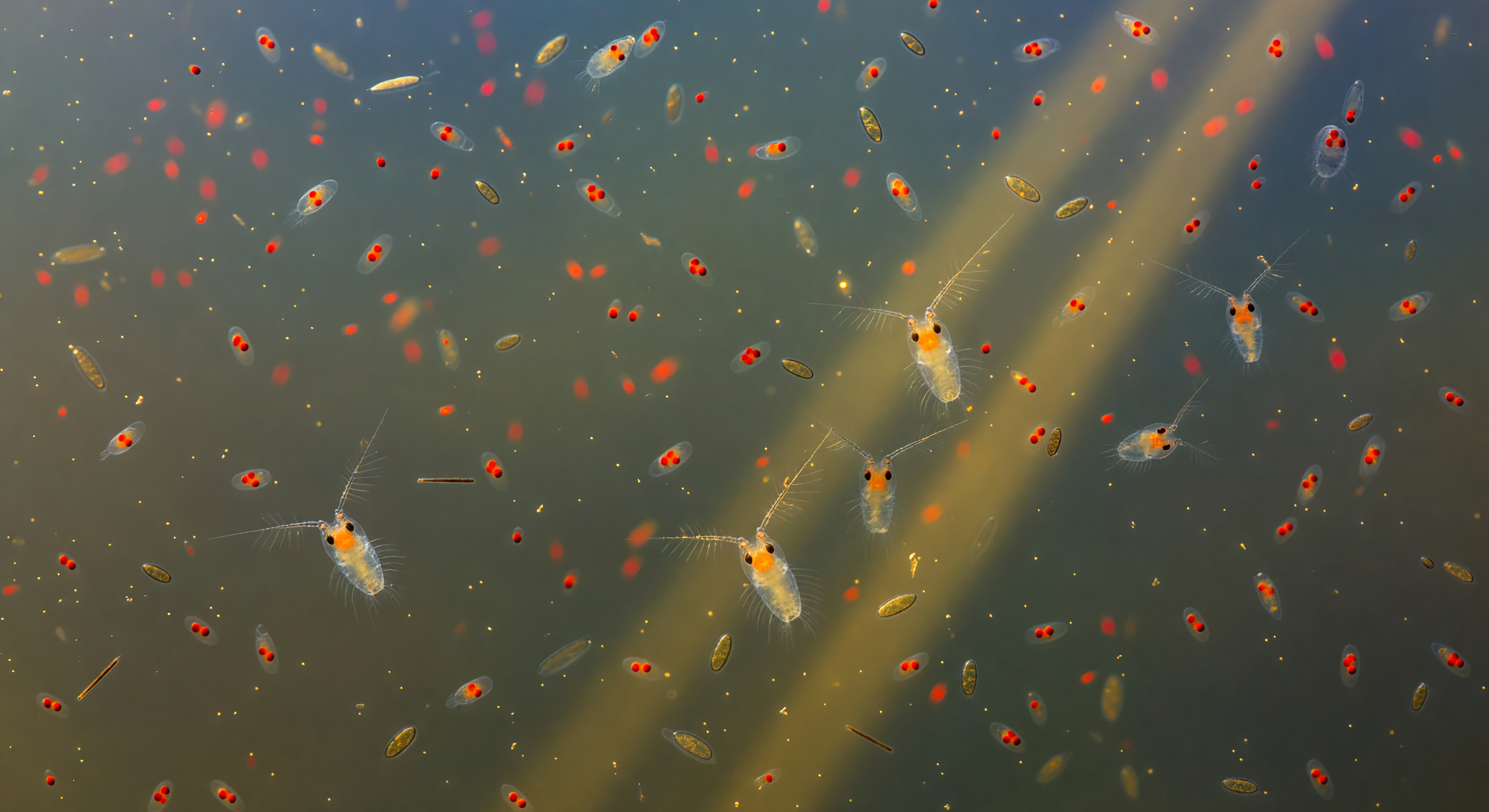 Nauplius Swarm at Estuarine Dawn