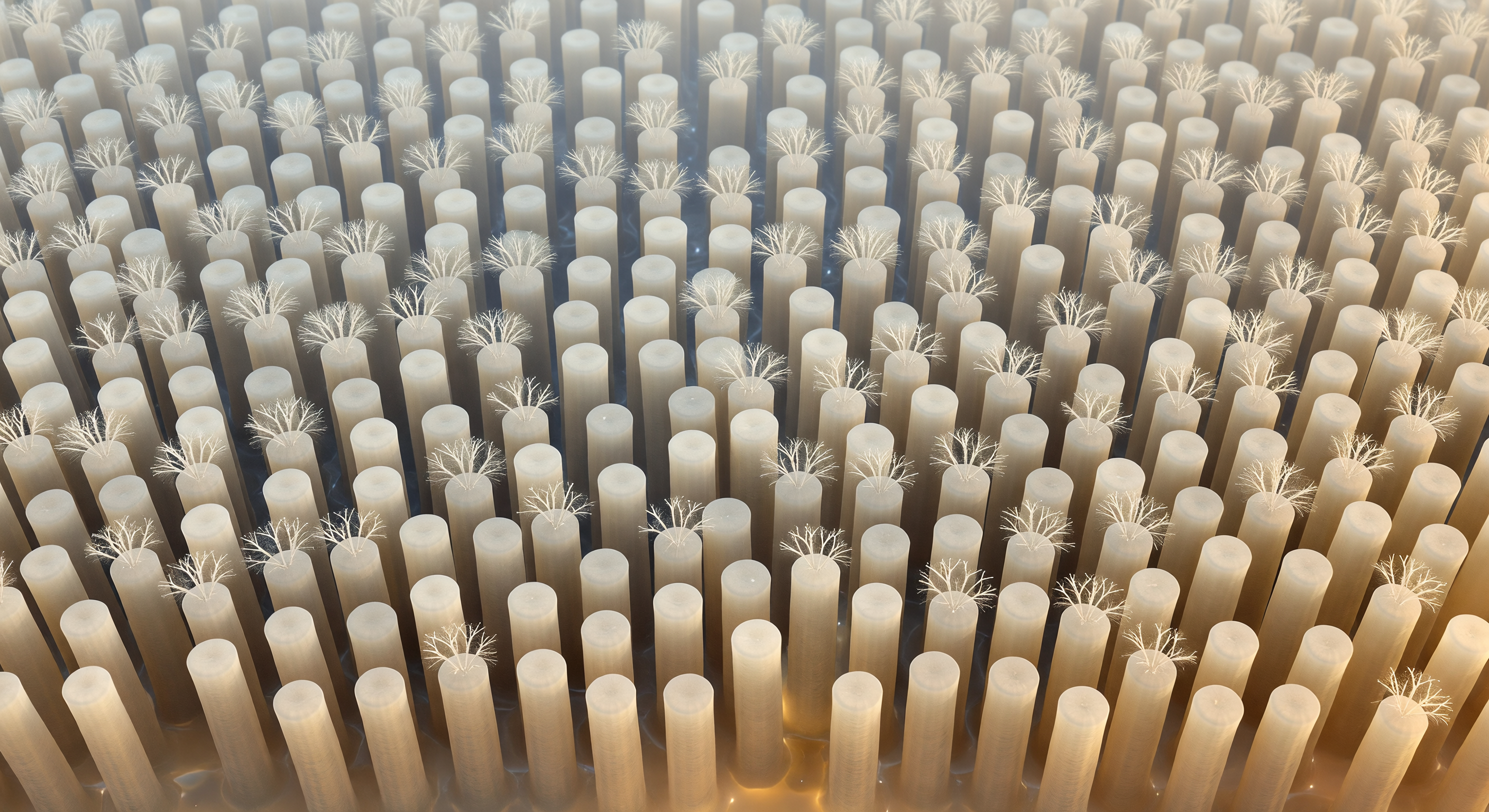 Intestinal Brush Border Microvillus Tips