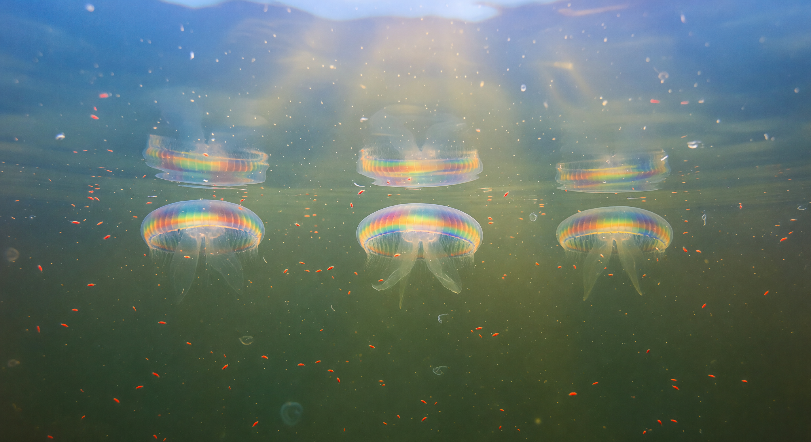 Thermocline Interface Feeding Station