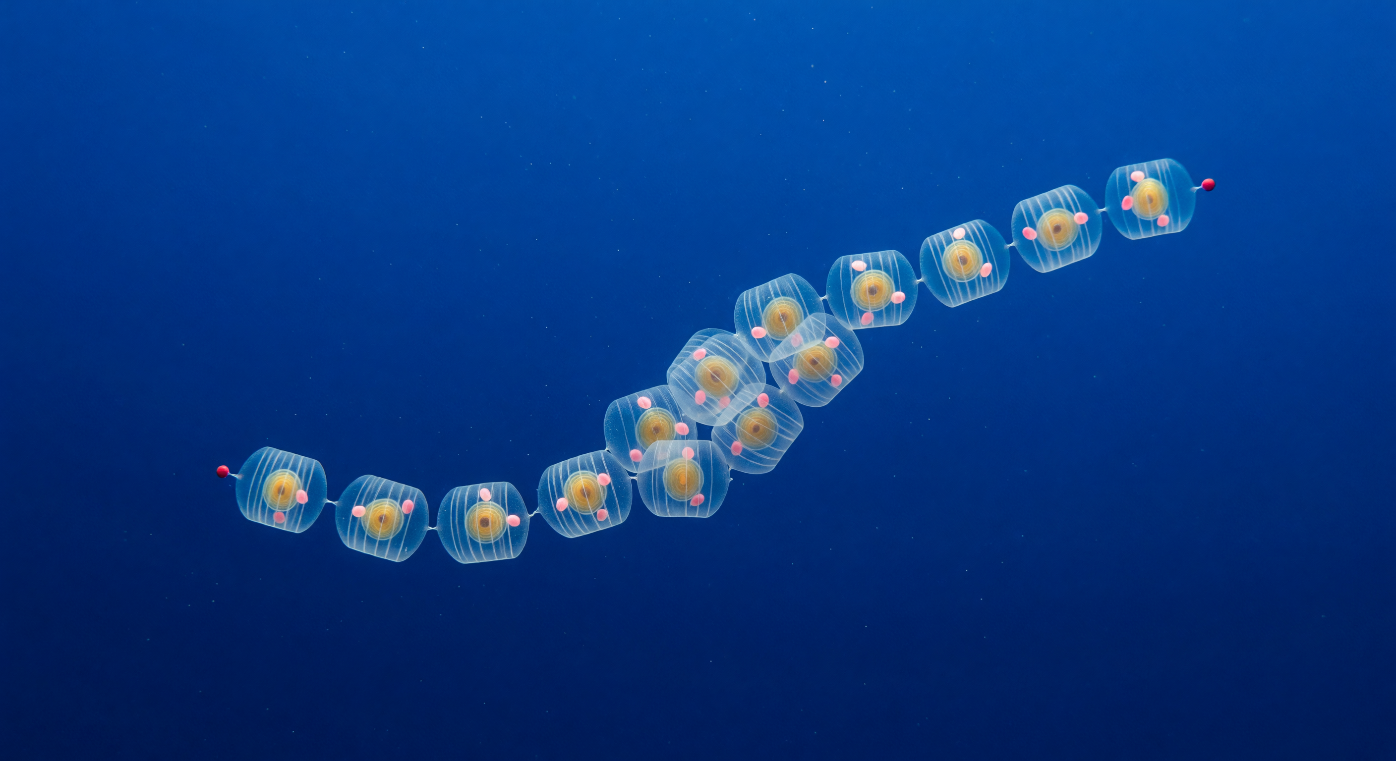 Salp Chain Cathedral Noon