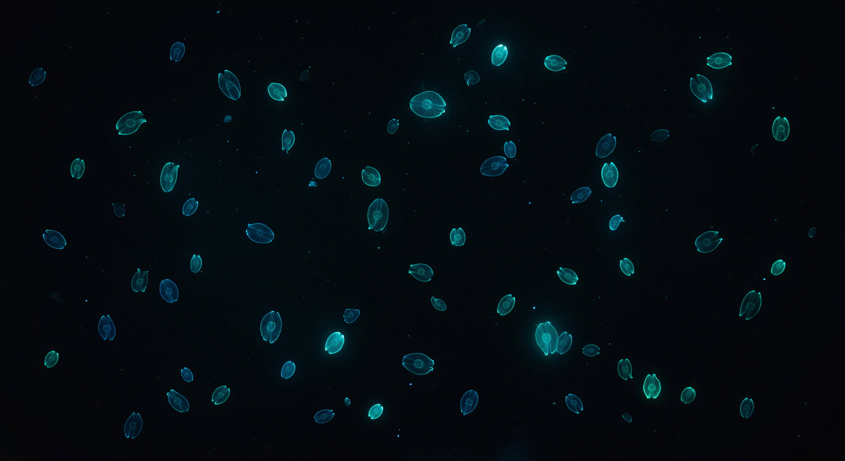 Midnight Bioluminescent Bloom Surface