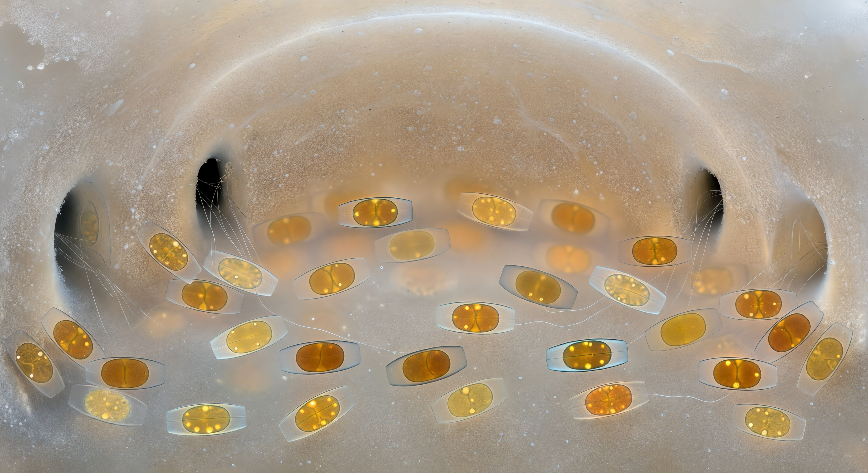 Foram Chamber Harbors Diatom Symbionts