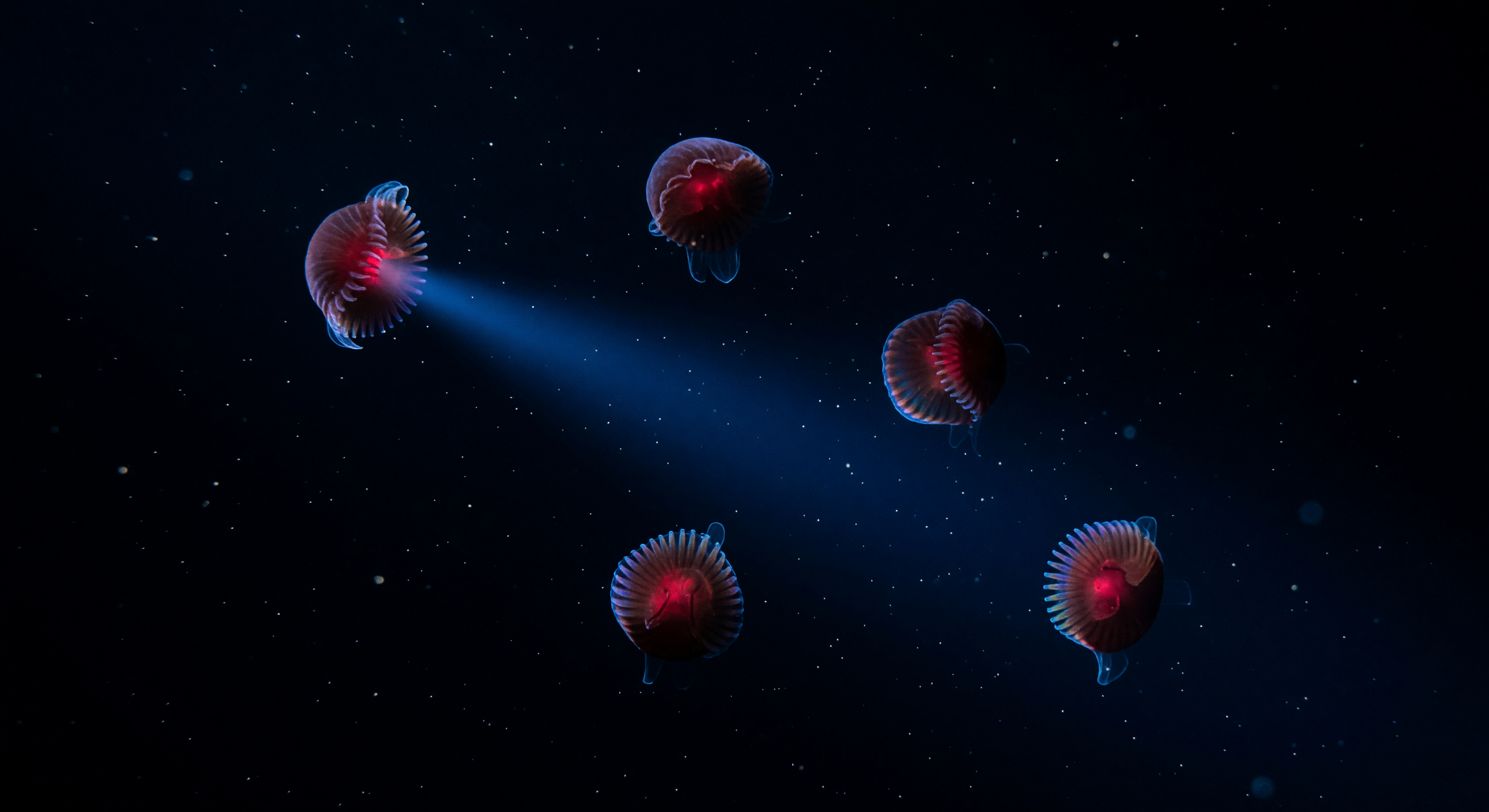 Mesopelagic Red Drift 400m