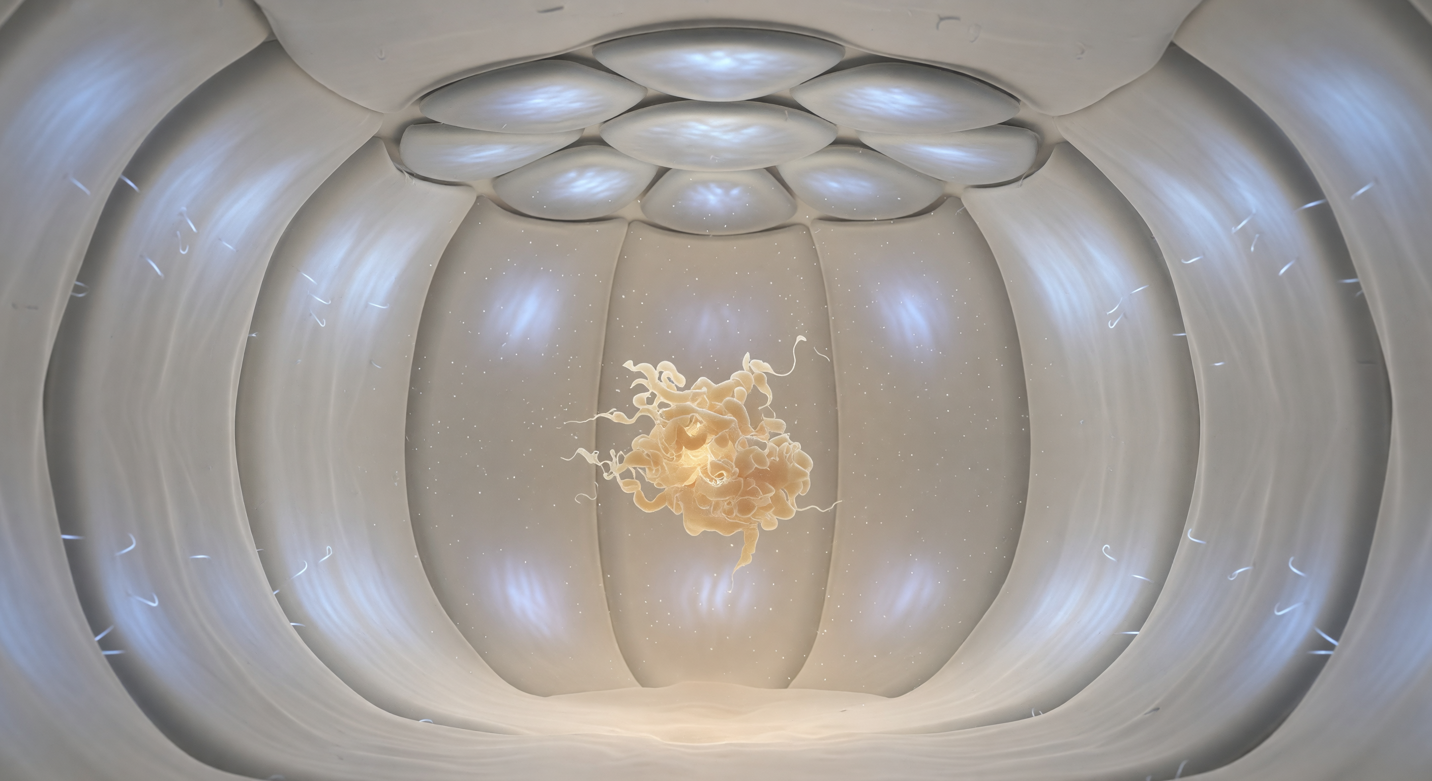 Inside the Chaperonin Folding Vault