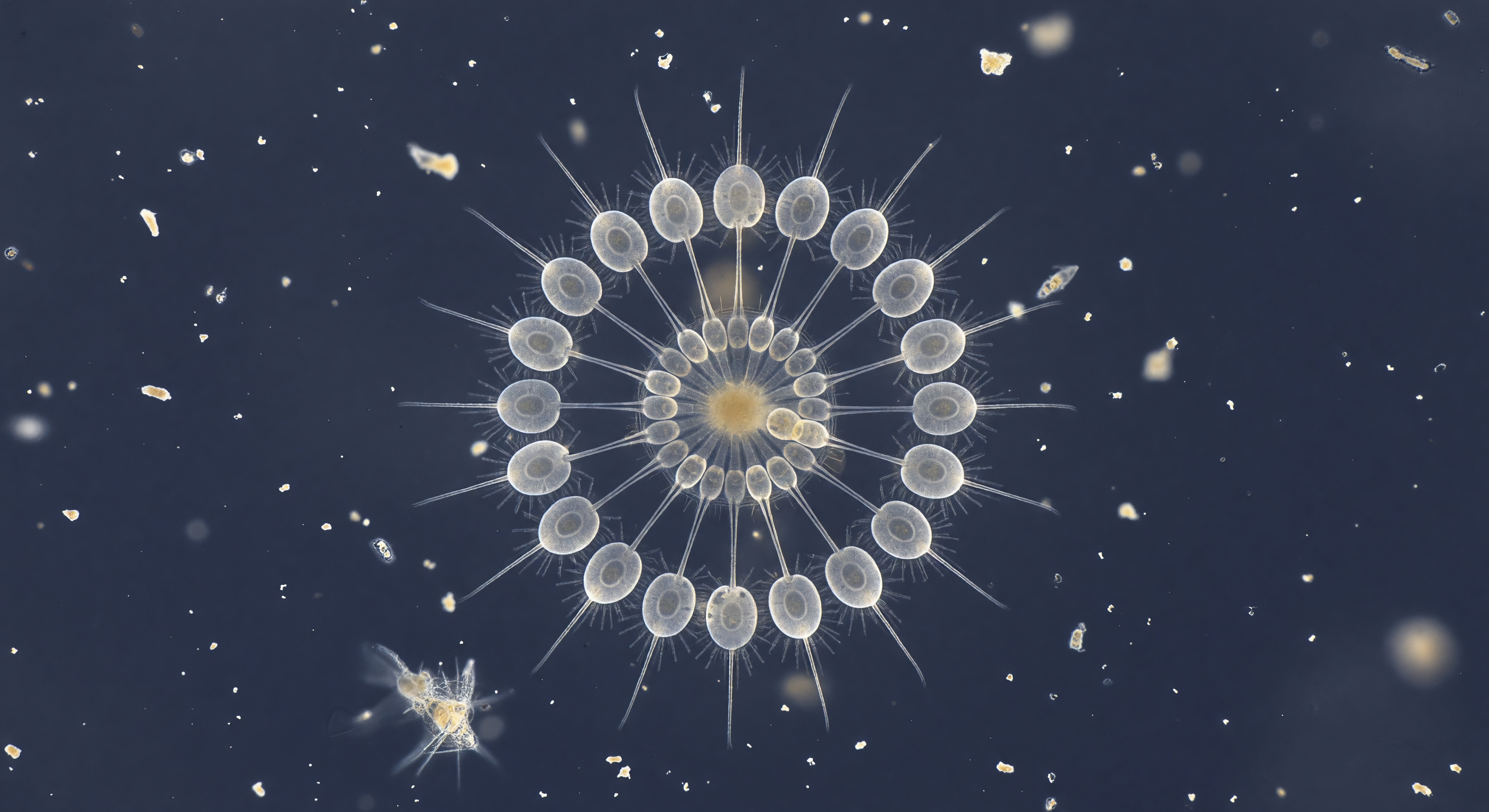 Rosette Colony Bristling Sphere