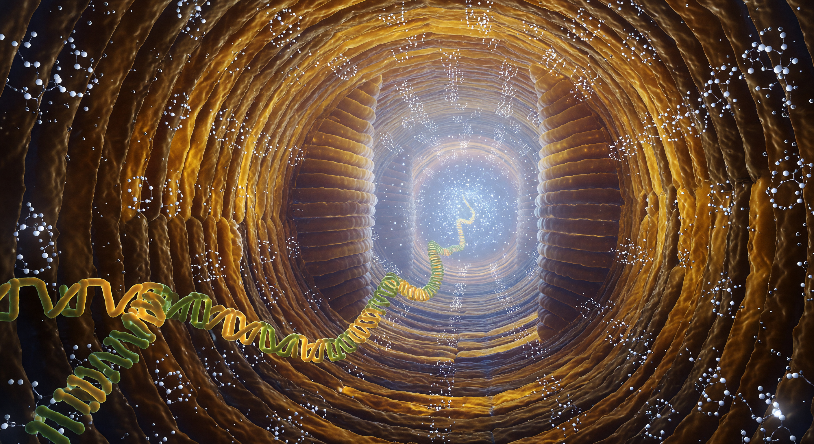 Peptide Exit Tunnel Depths