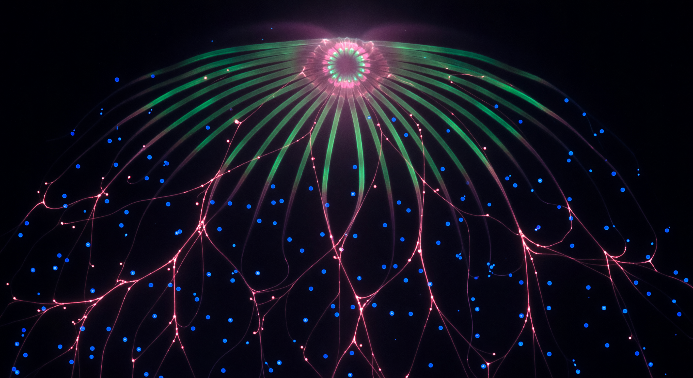 Immunofluorescence Neural Net Interior