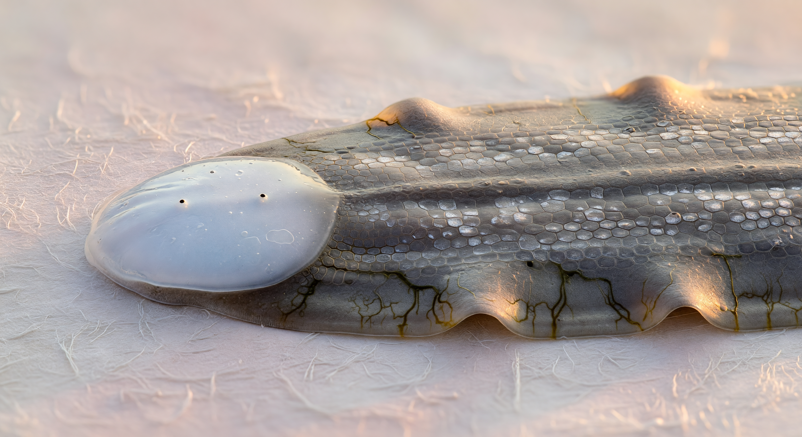 Blastema Dawn — Day Five