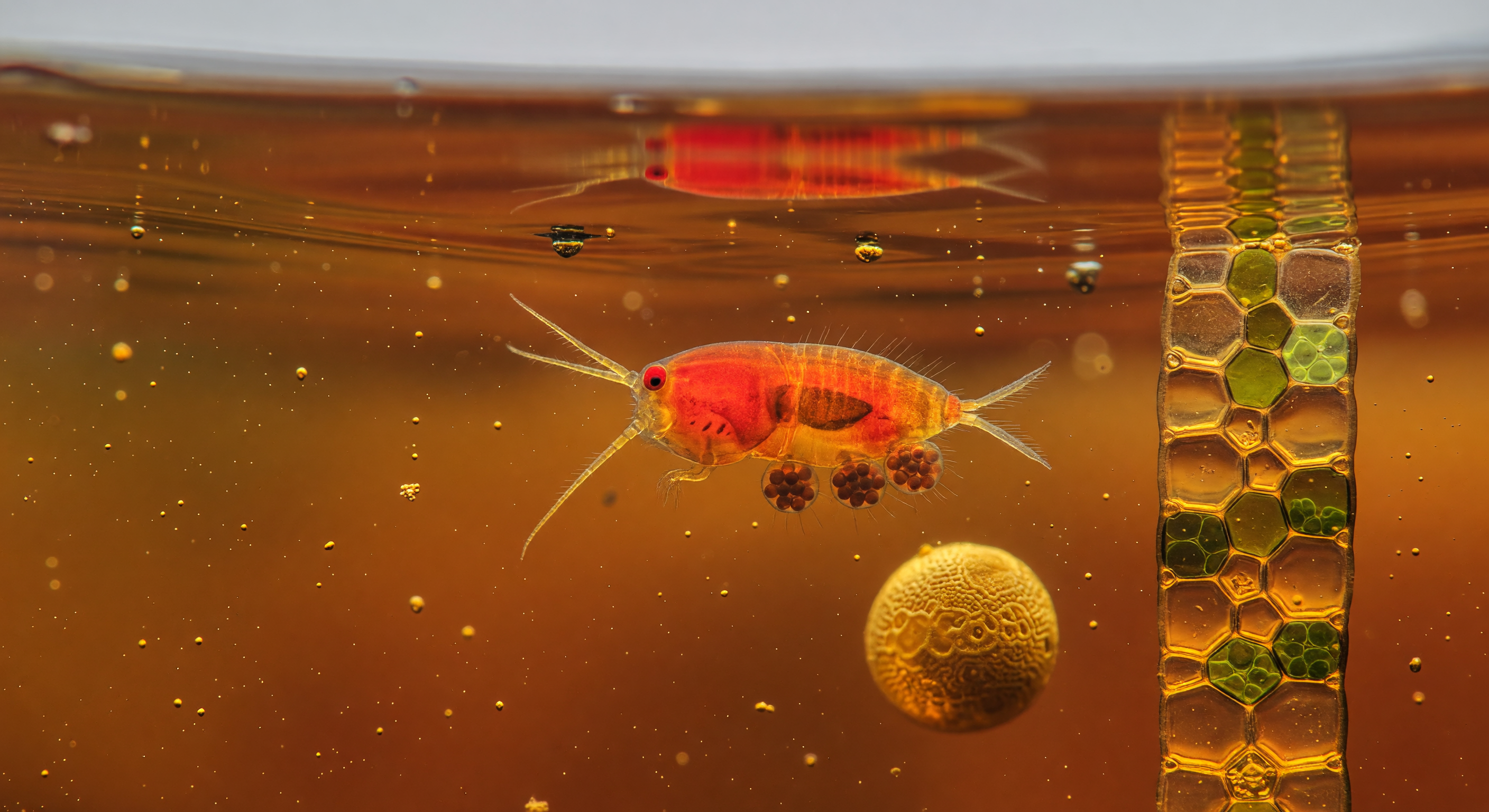 Bog Copepod in Amber World