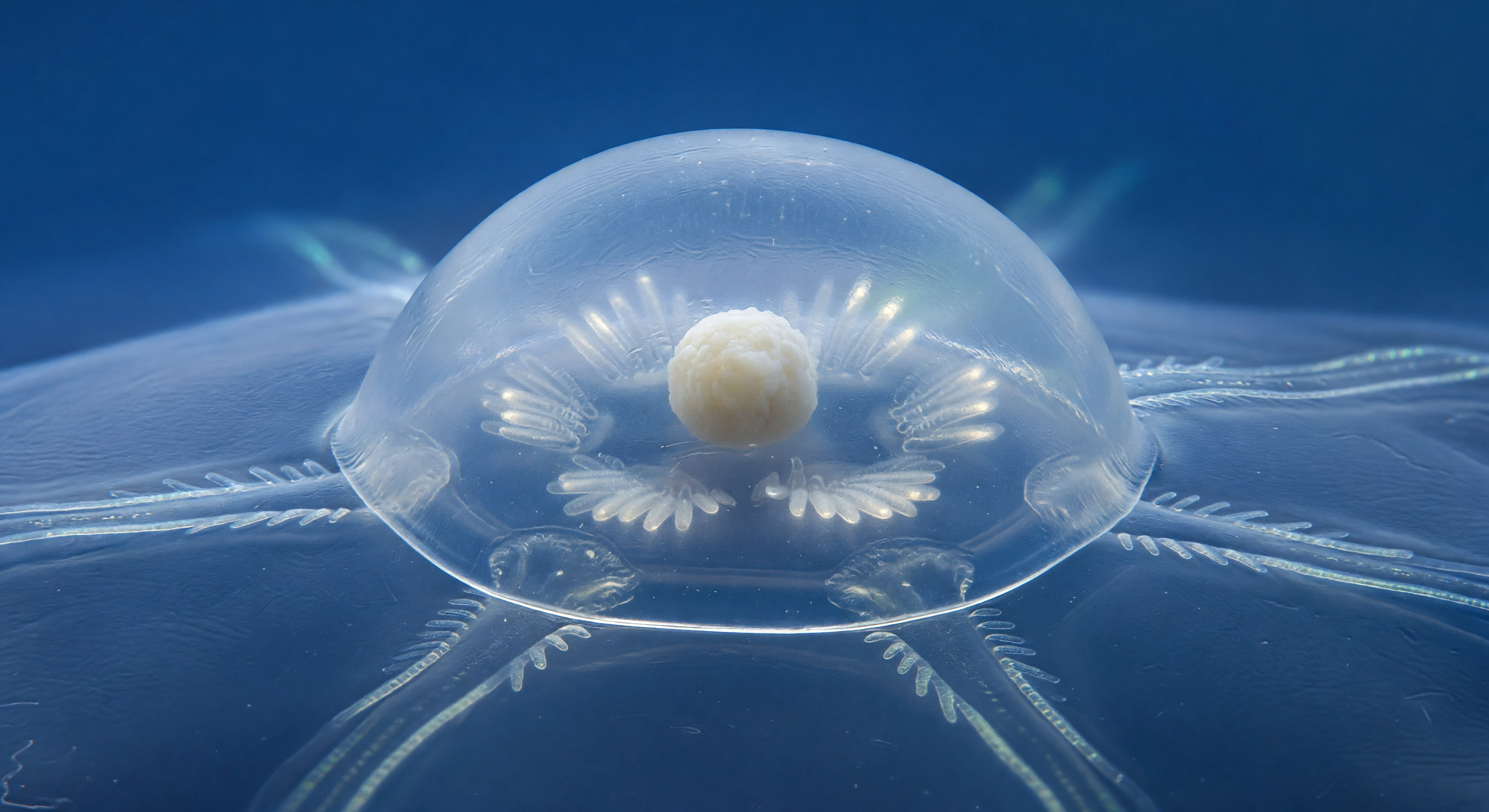 Apical Crystal Dome Macro