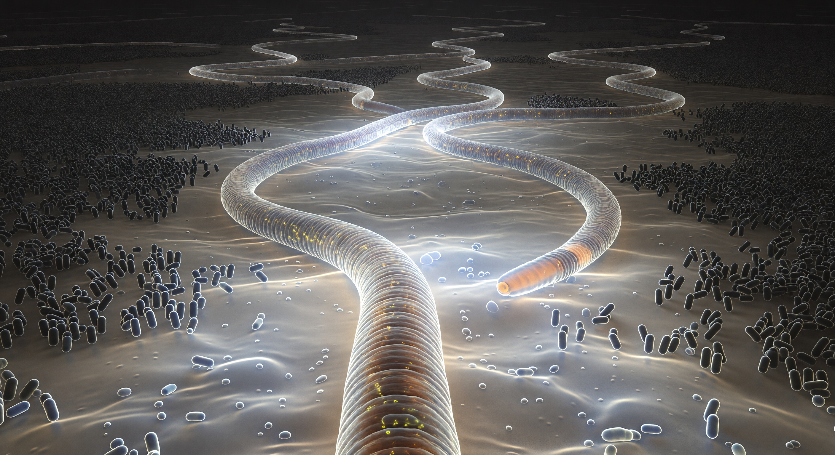 Bacterial Lawn Feeding Track