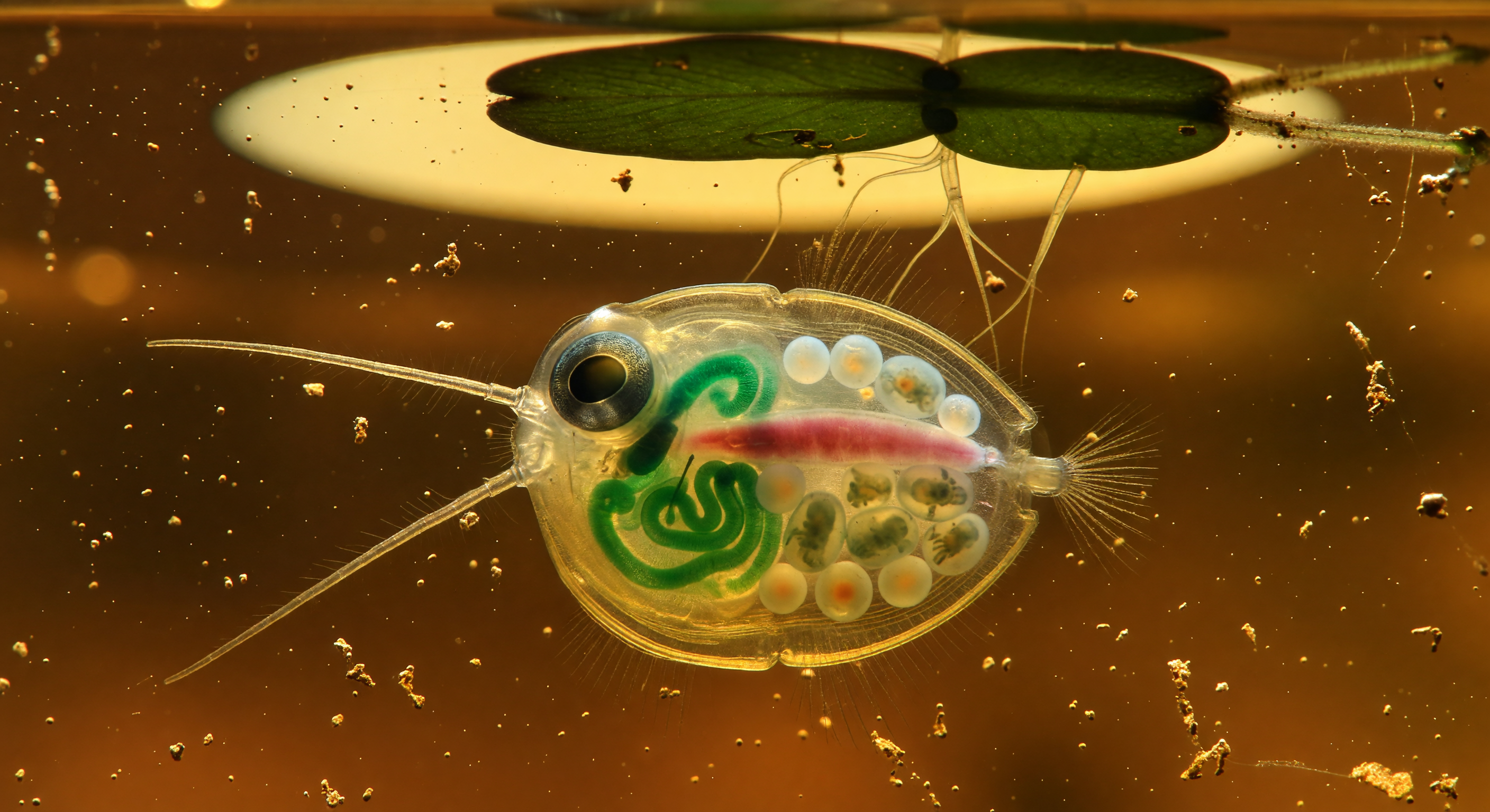 Amber Pond Daphnia Heartbeat