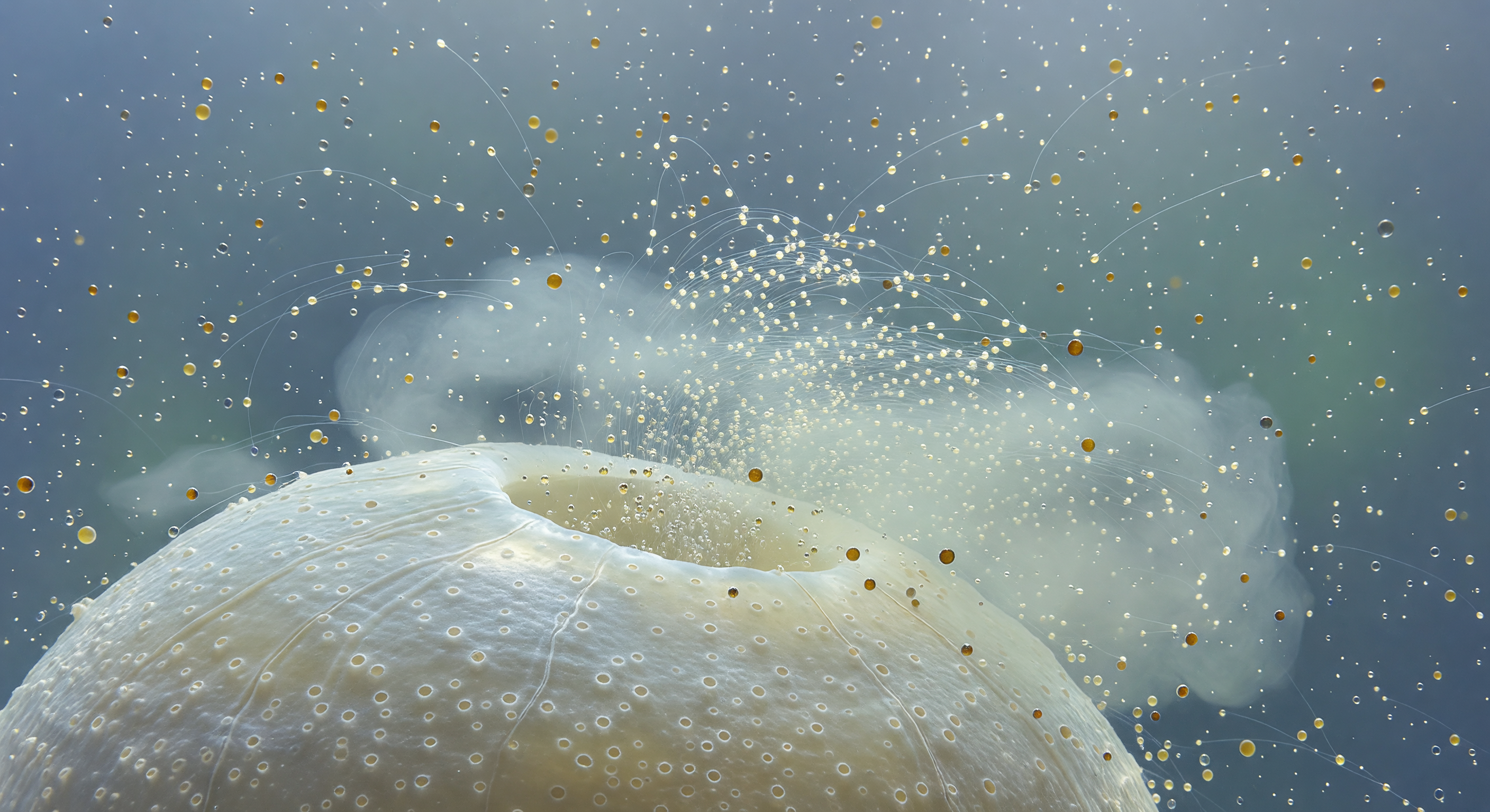 Gamete Eruption, Open Water