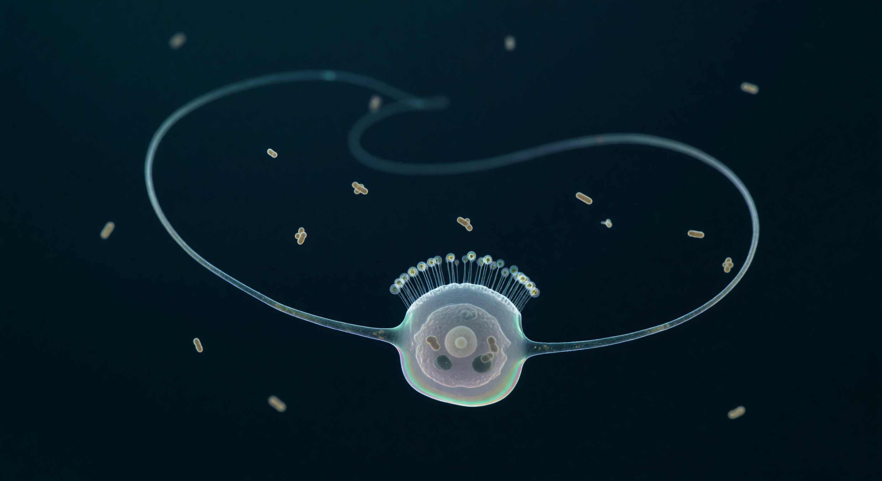 Flagellum Beat in Void