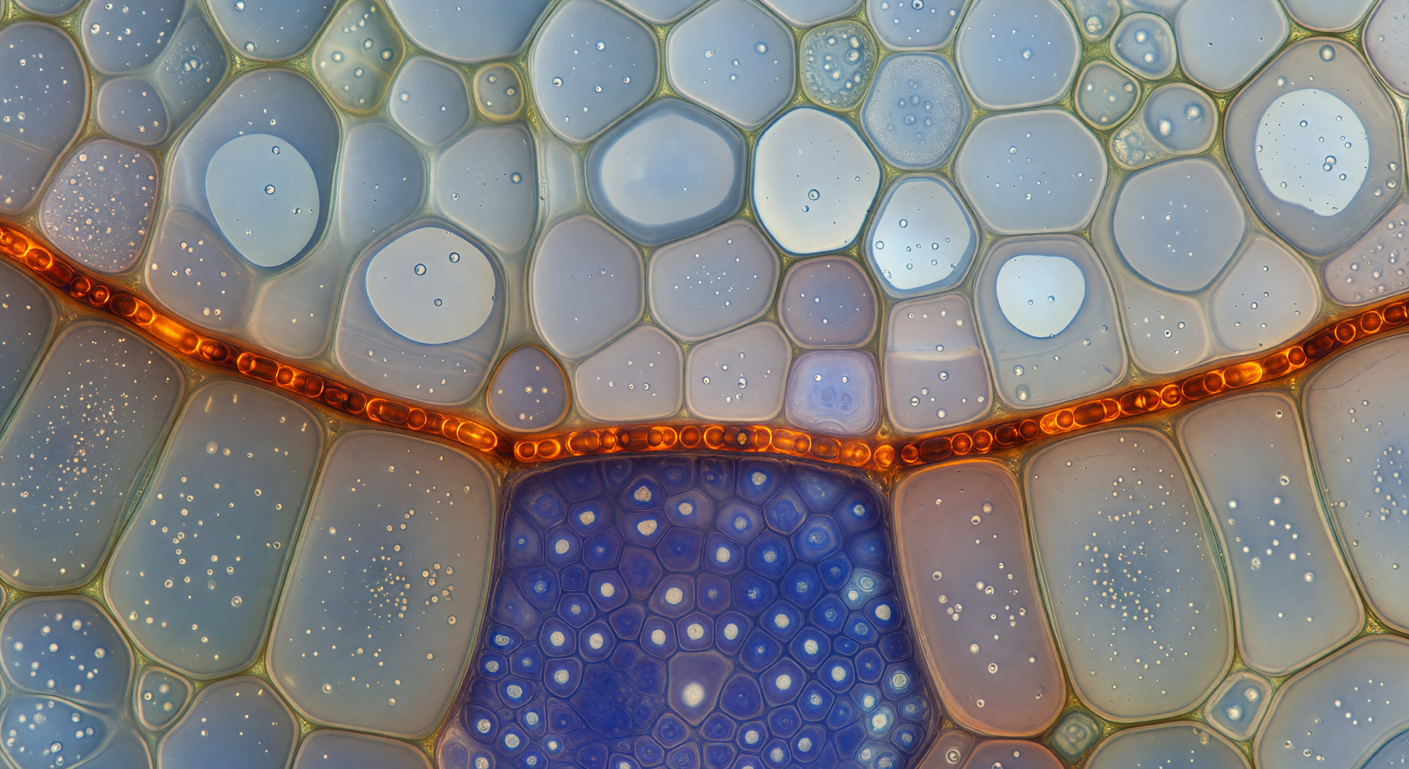 Endodermis Casparian Strip Belt