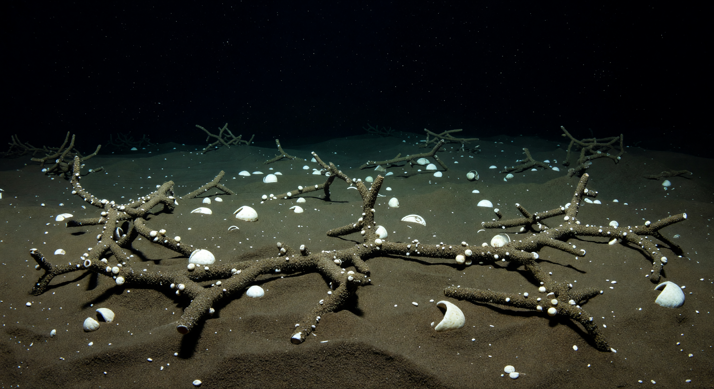 Abyssal Ooze, Rhabdammina Tubes