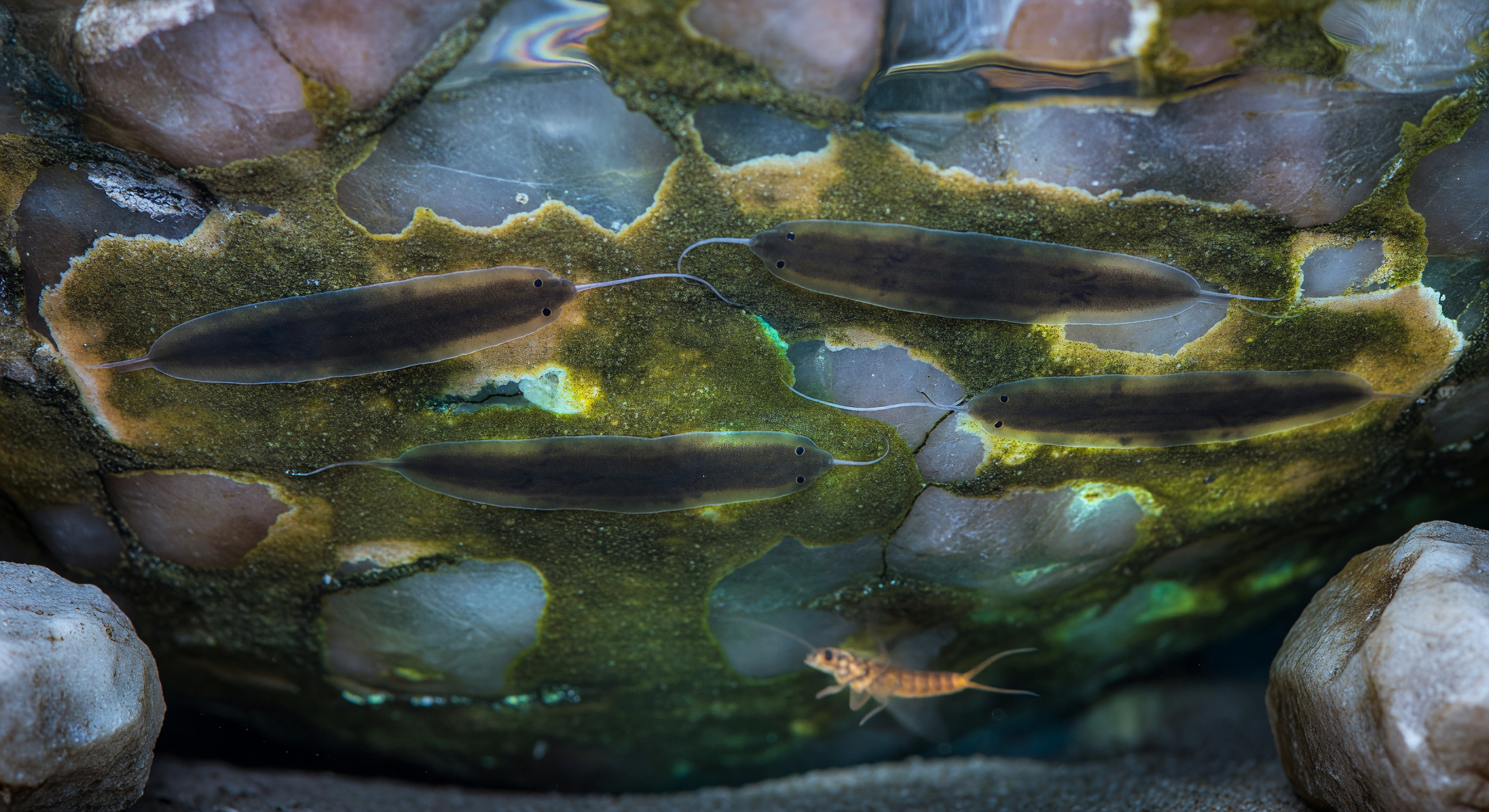 Dawn Glide Under Granite