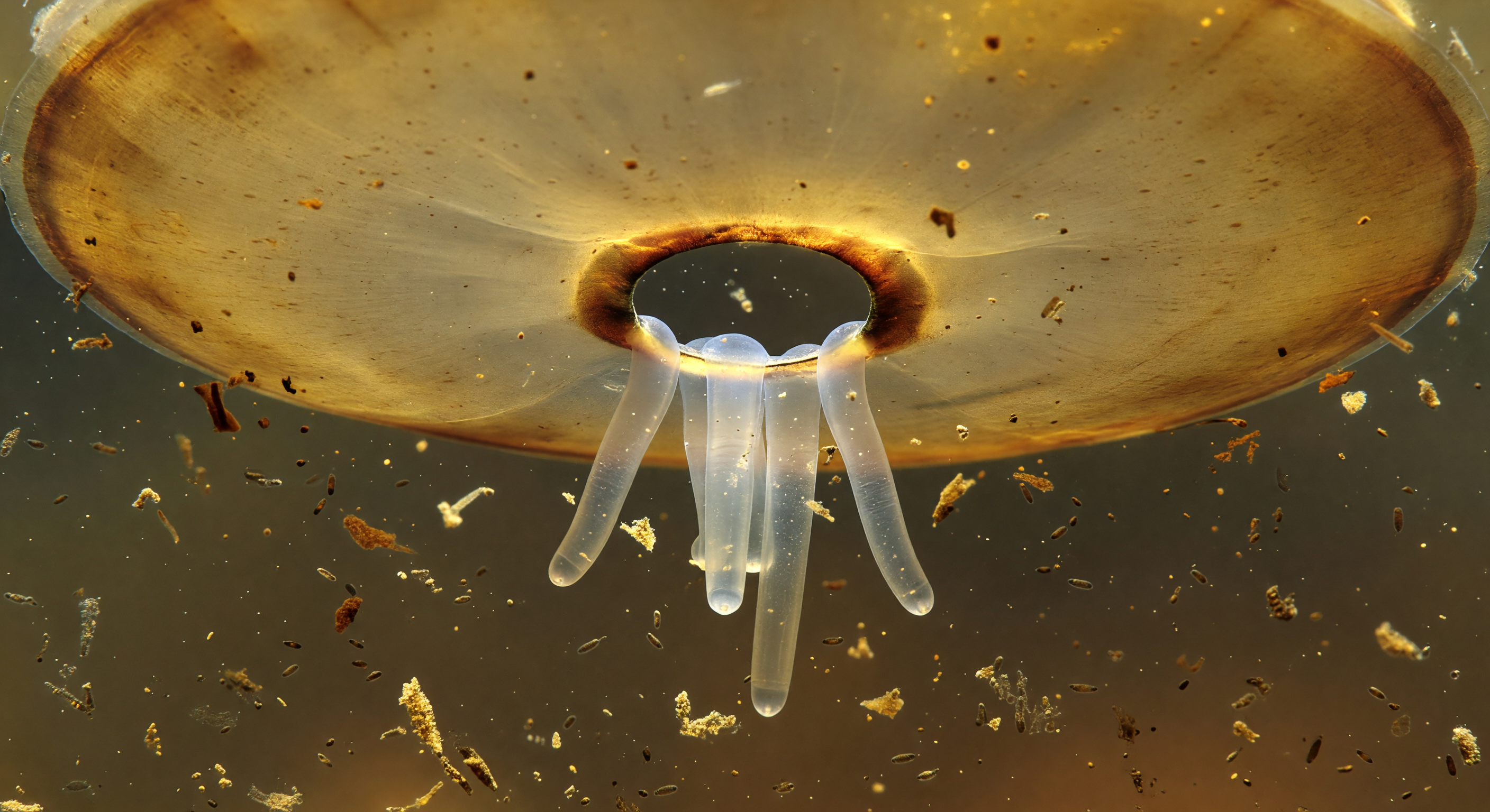 Arcella Dome Aperture View