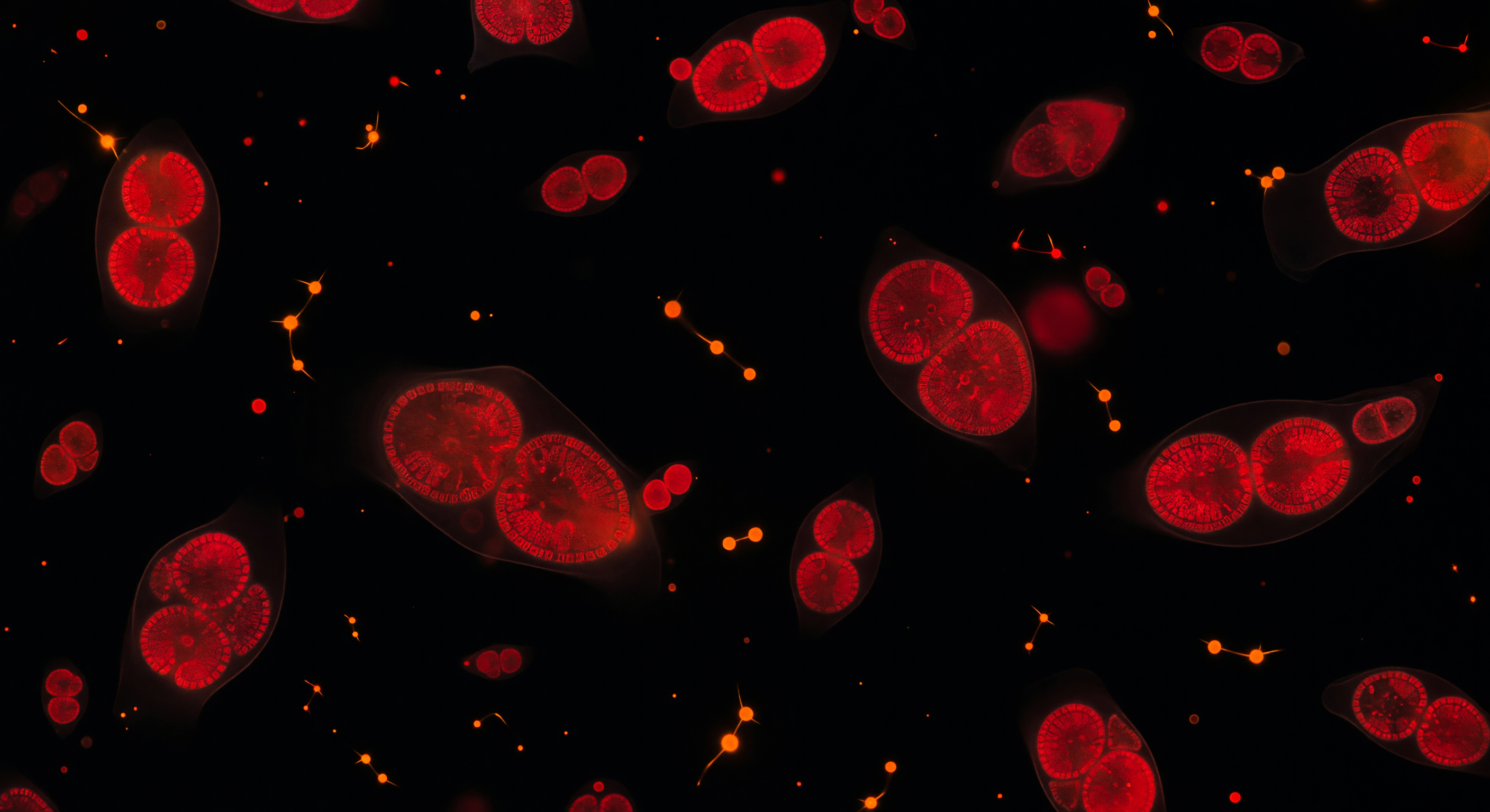 Crimson Fluorescence Star Field