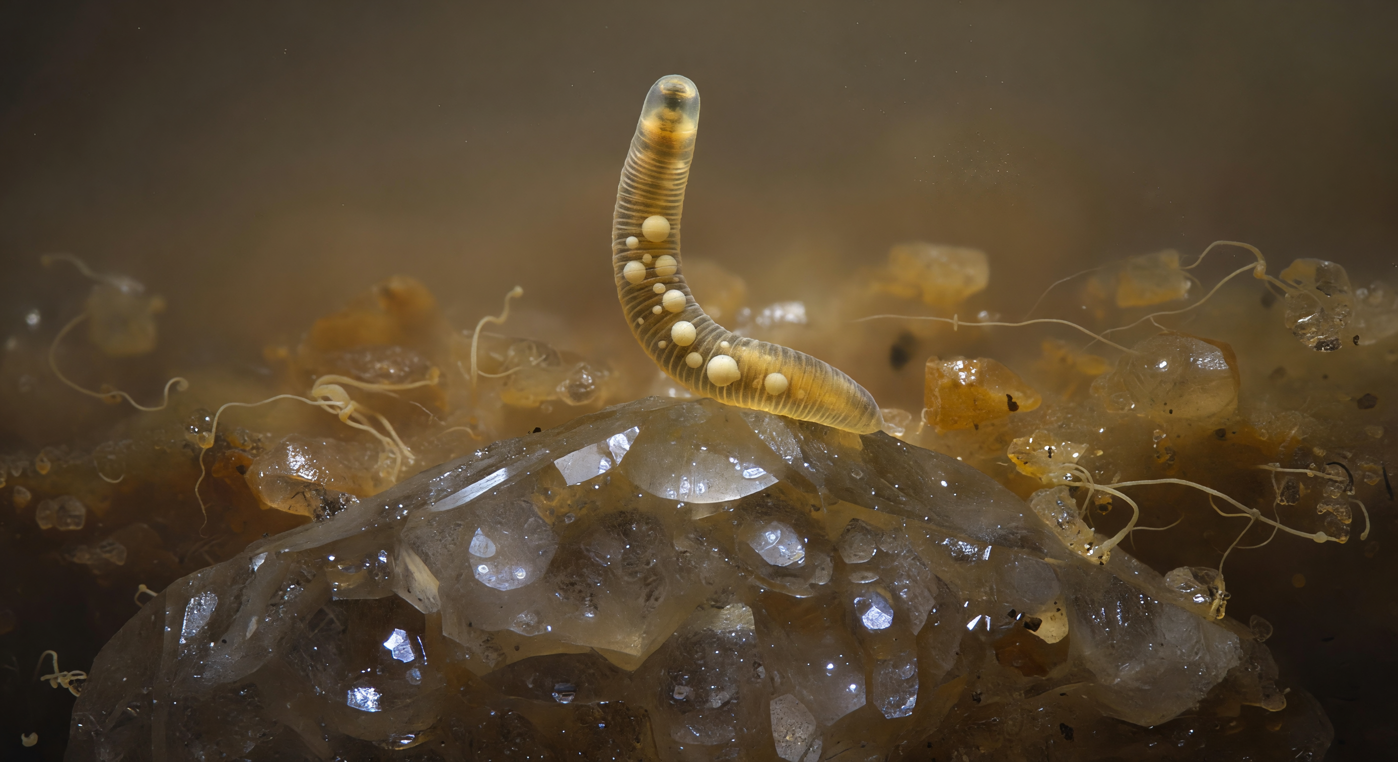 Dauer Larva Sand-Grain Tightrope