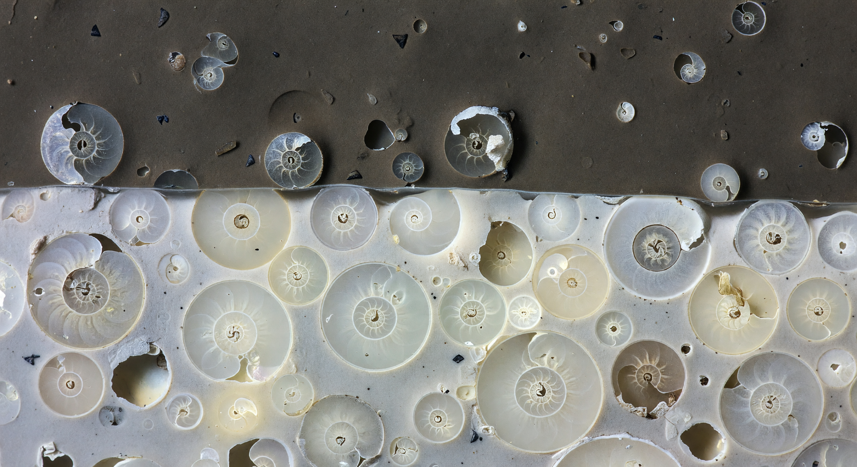 Sediment Core Face, Paleoclimate Boundary