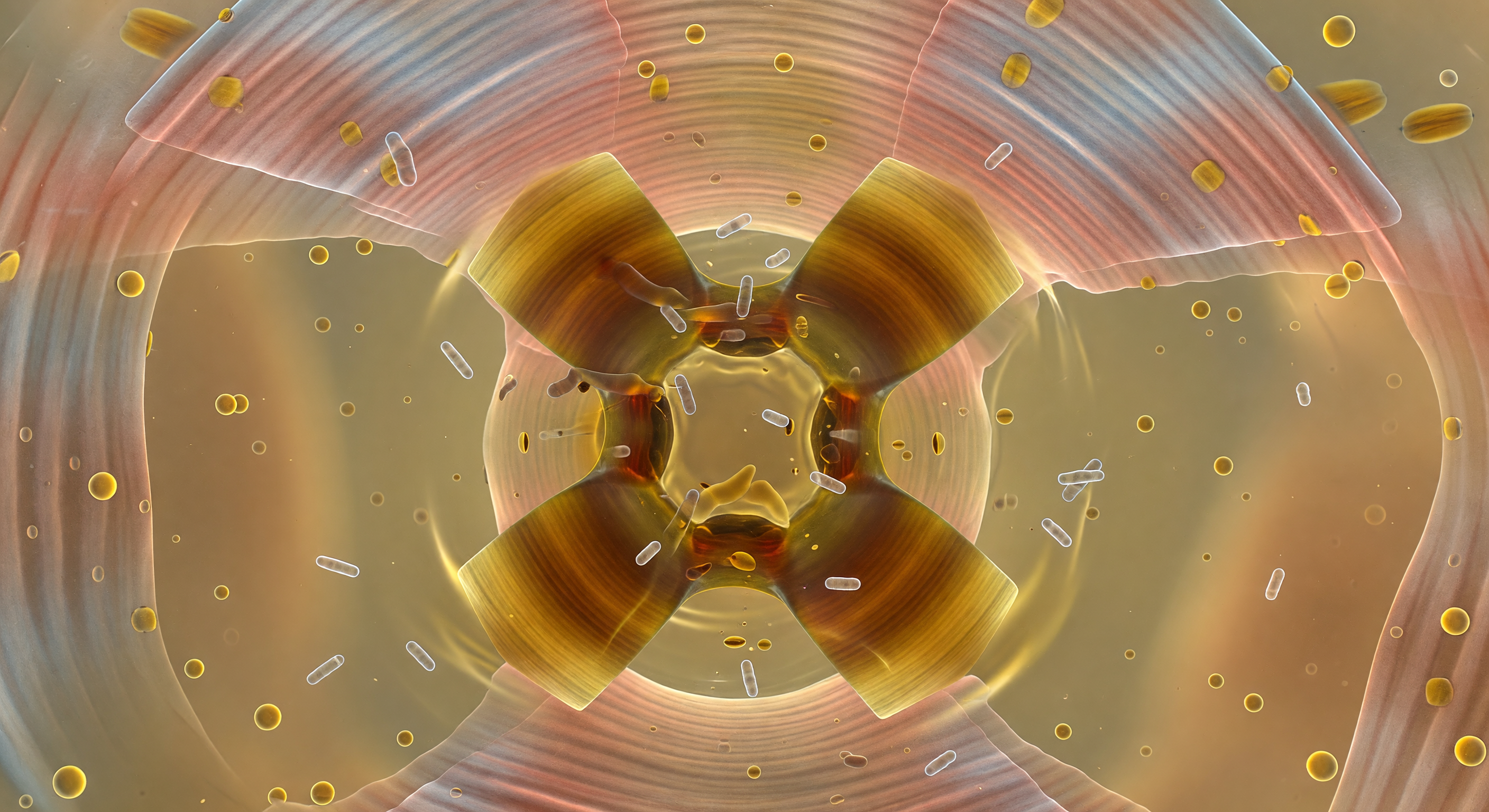 Triradiate Grinder Chamber Interior