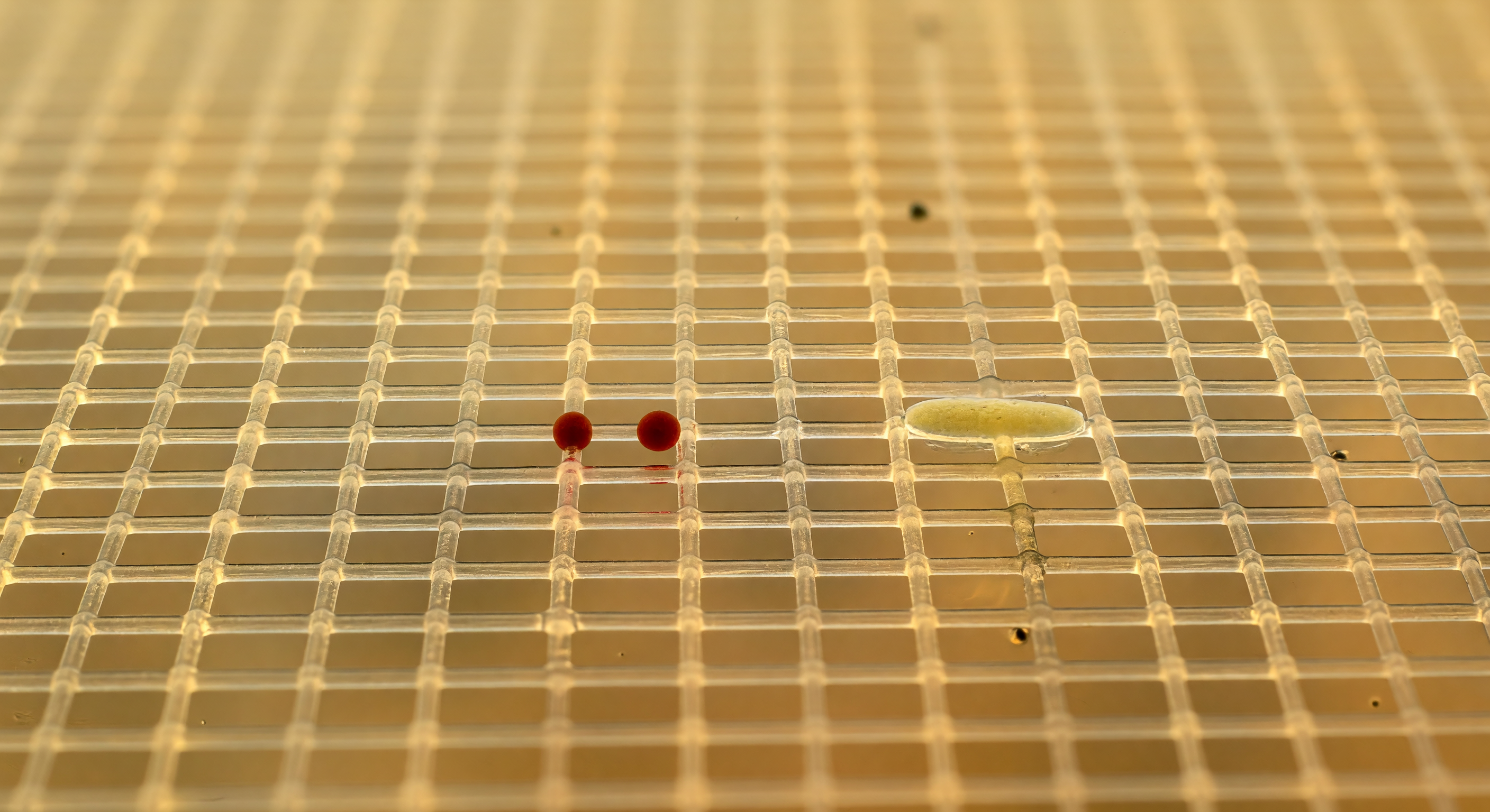 Pharyngeal Mucus Net Interior